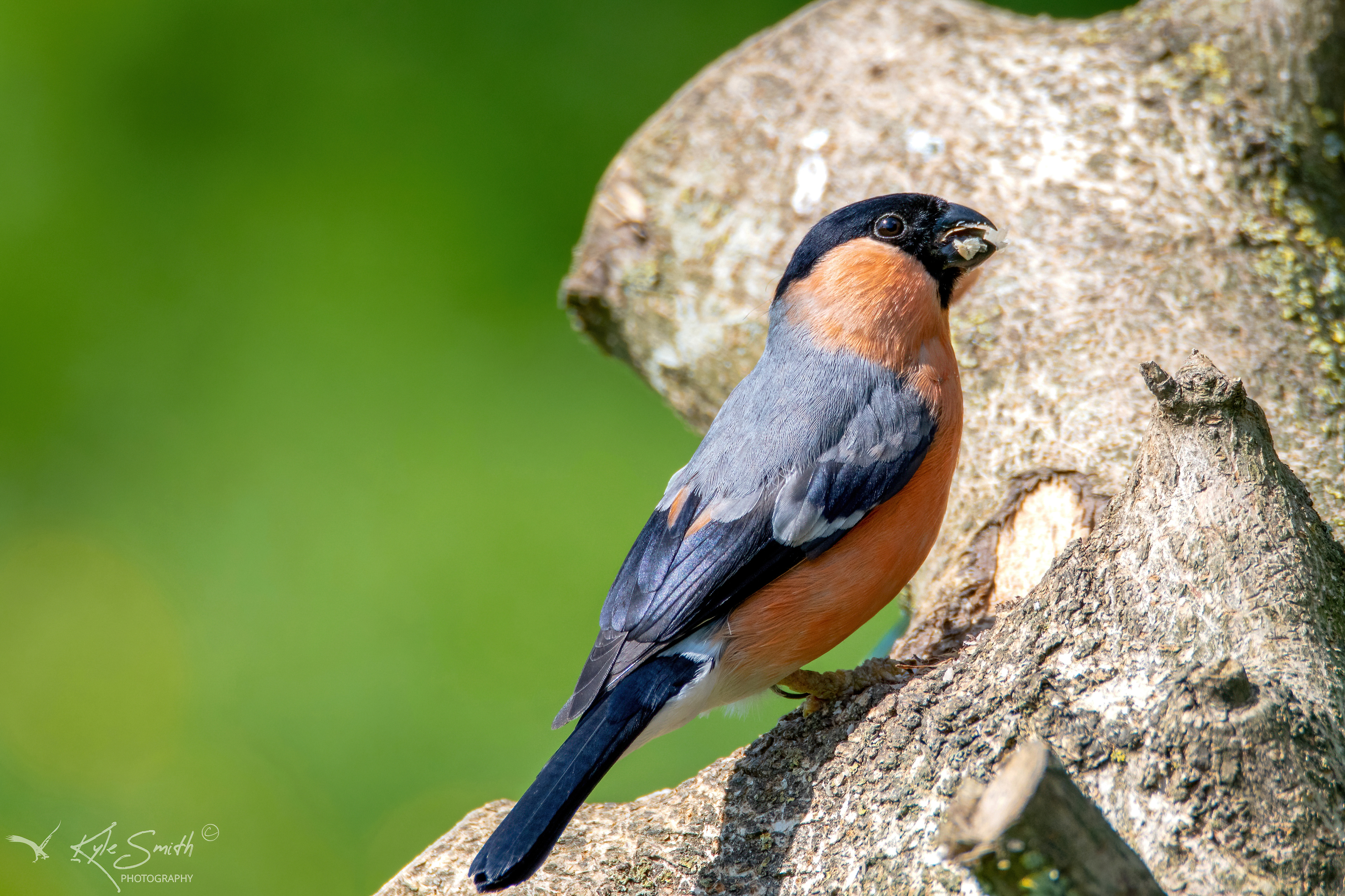 Bullfinch