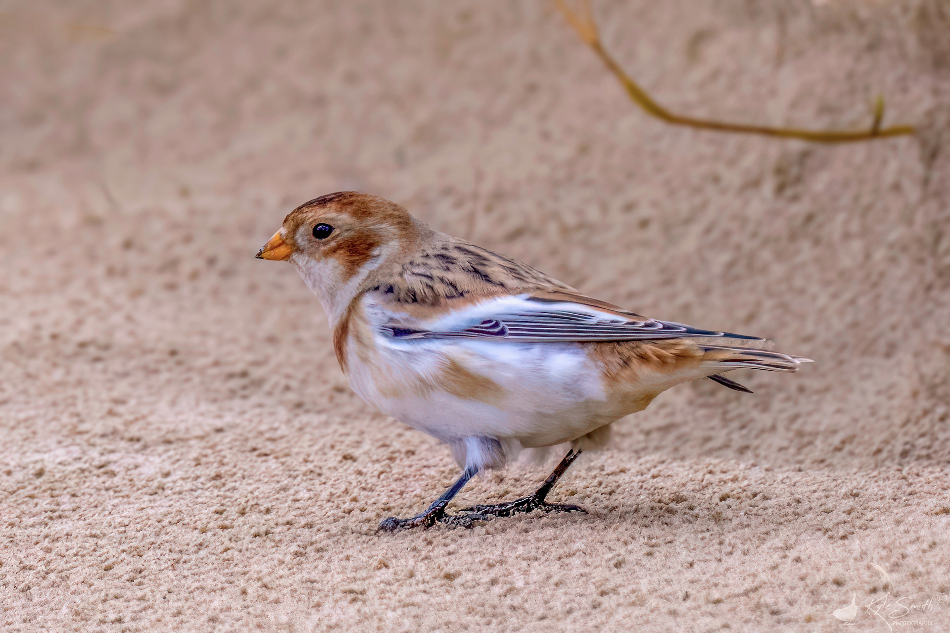 Snow bunting