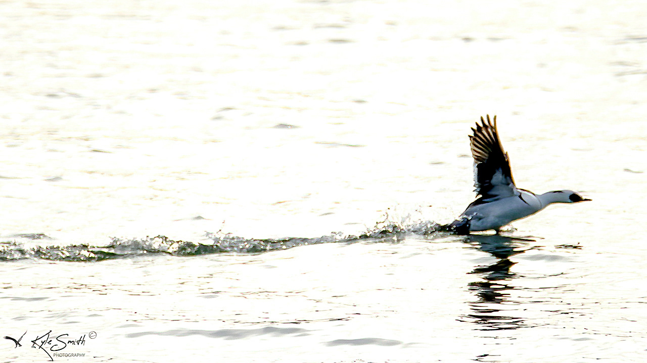 Smew