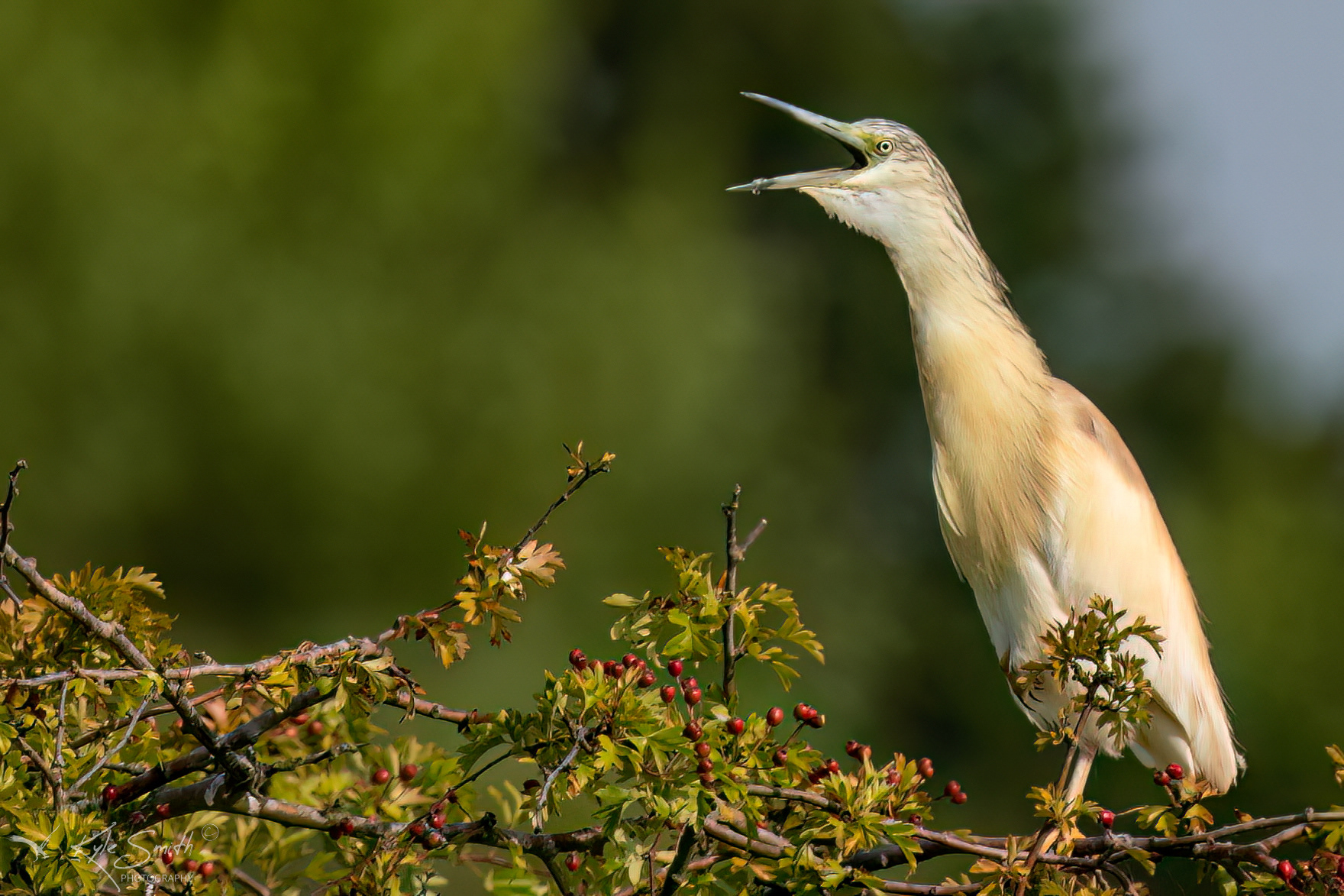 Squacco heron