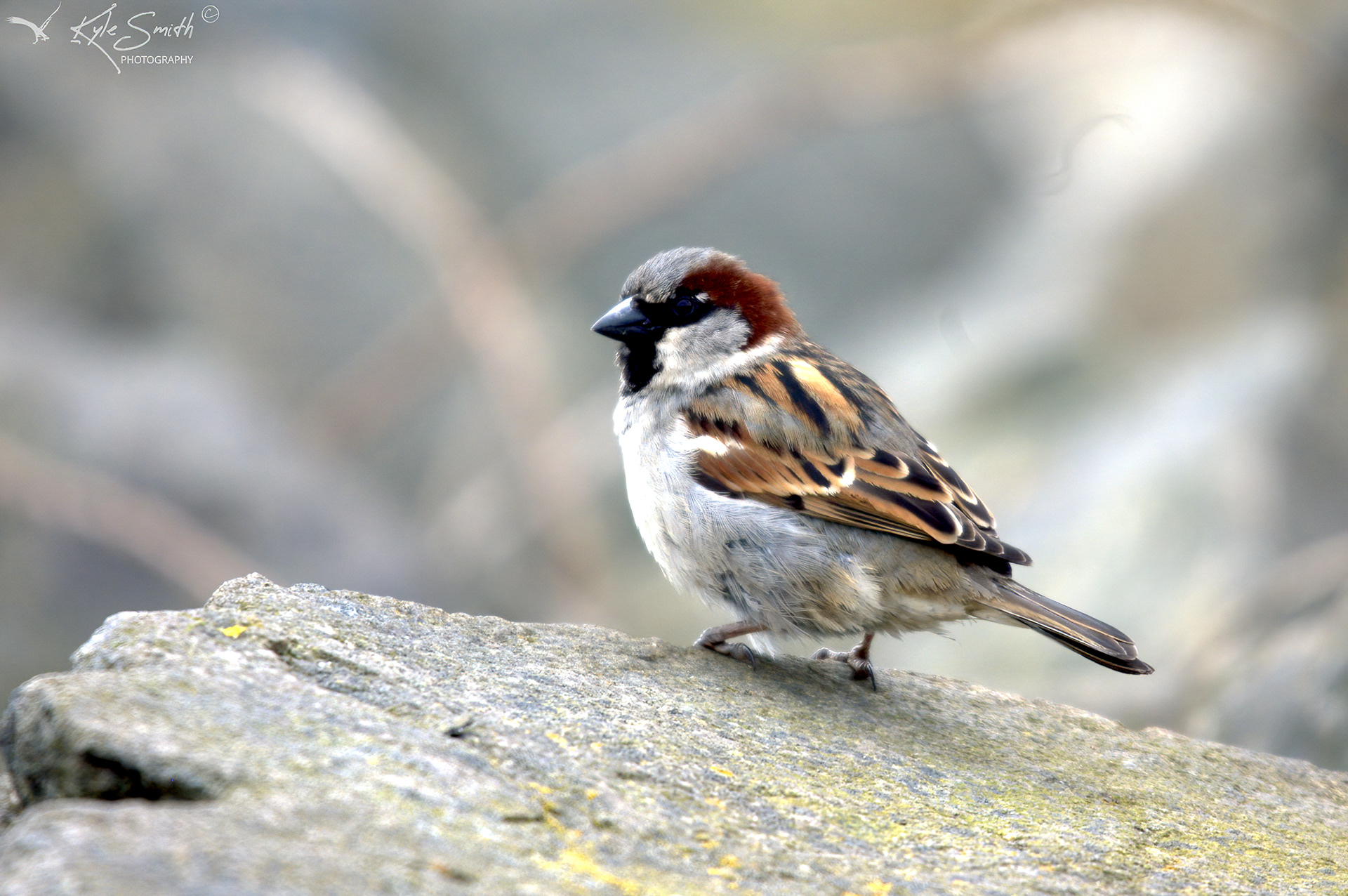 House sparrow