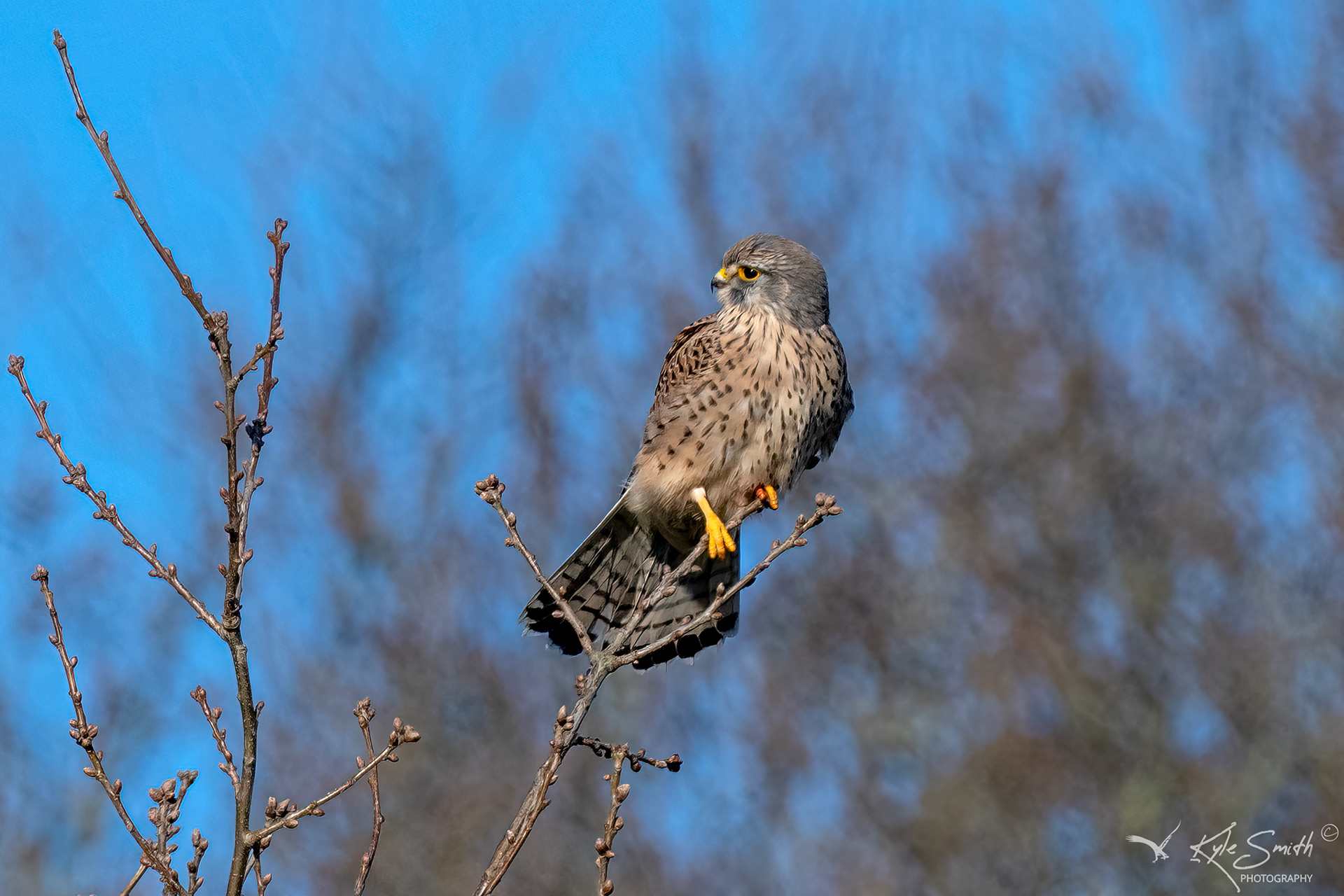 Kestrel