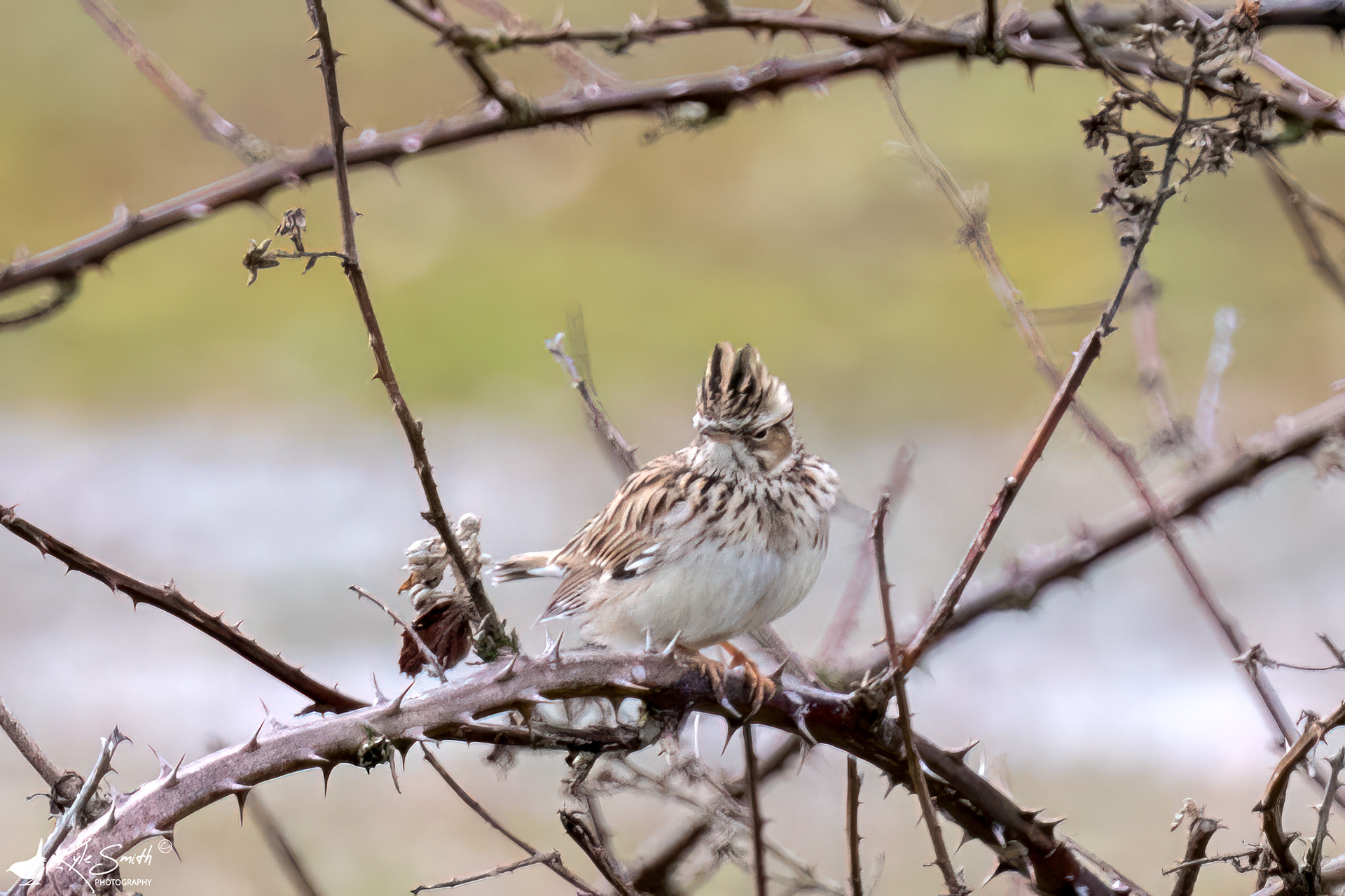 Woodlark