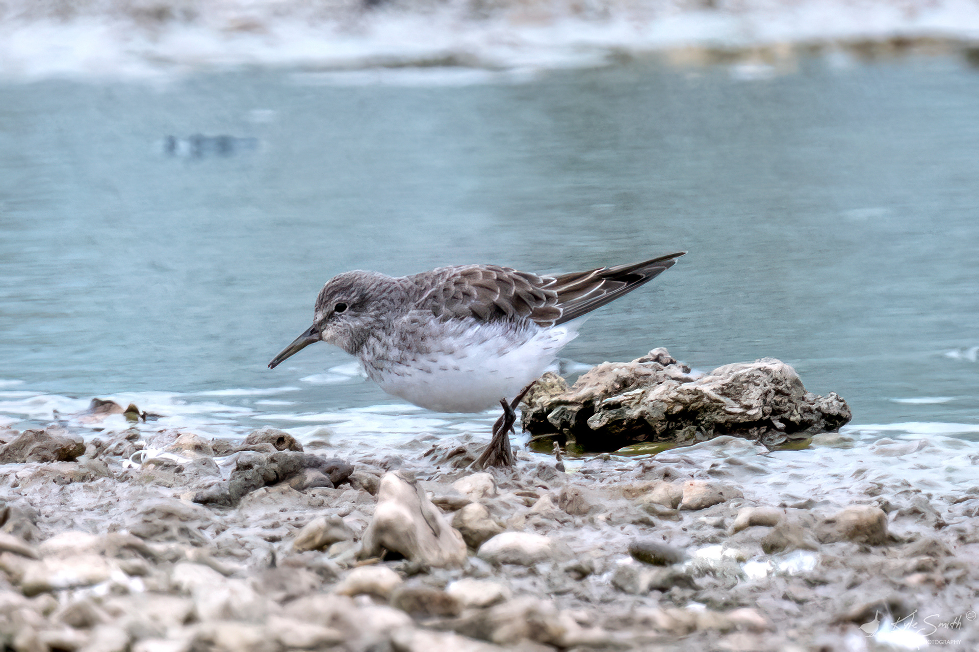White-rumped sandpiper
