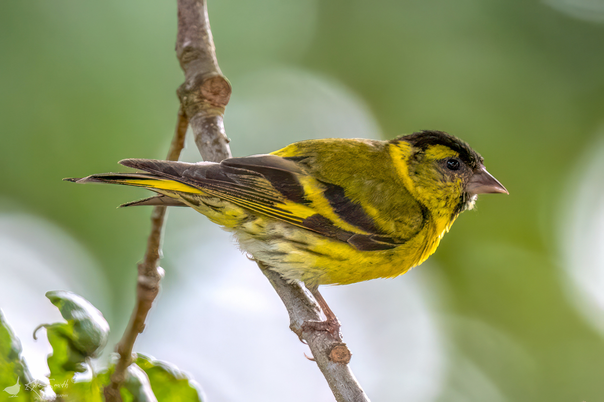 Siskin