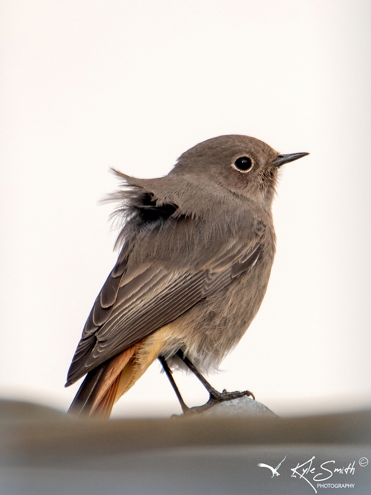 Black redstart
