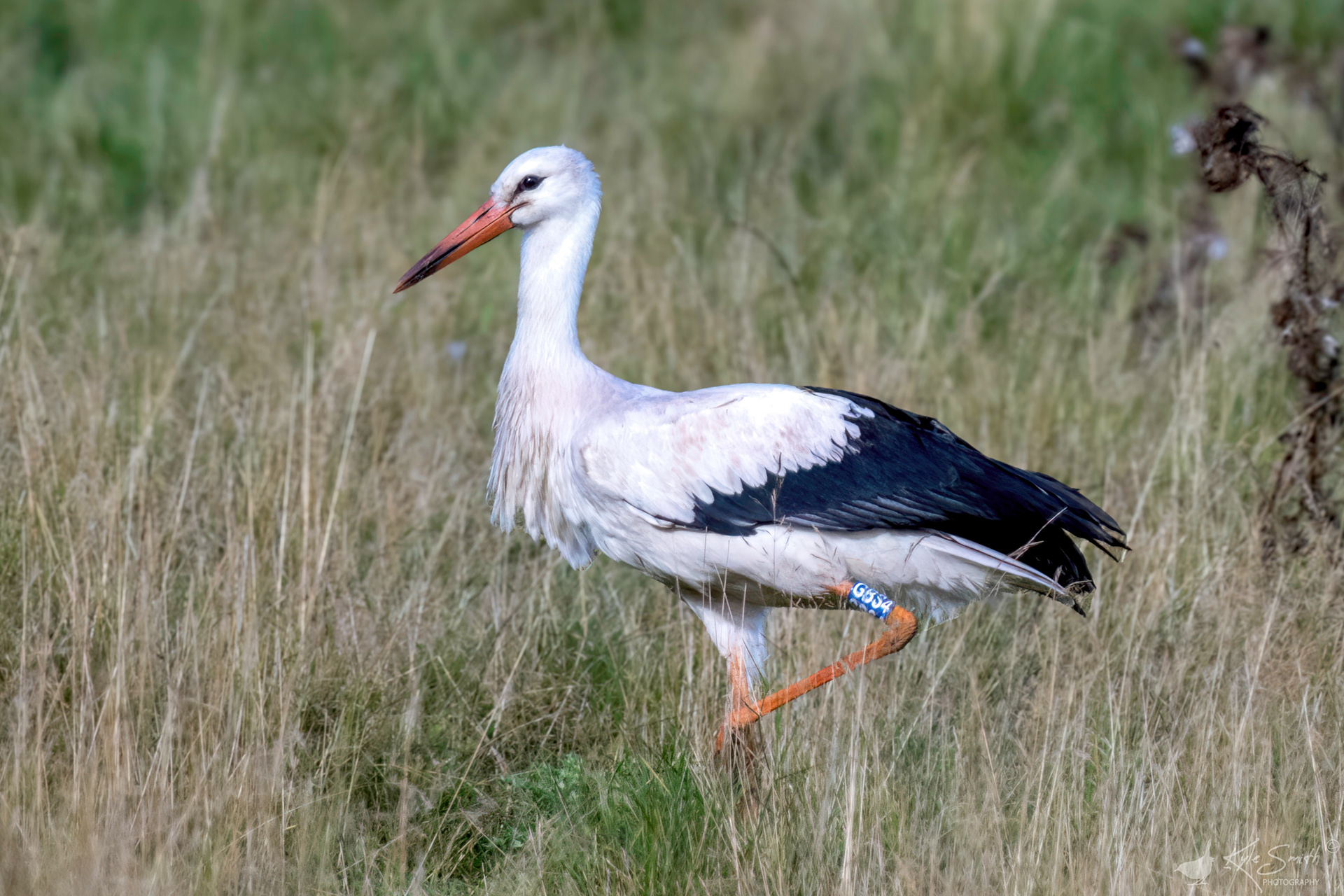 White stork