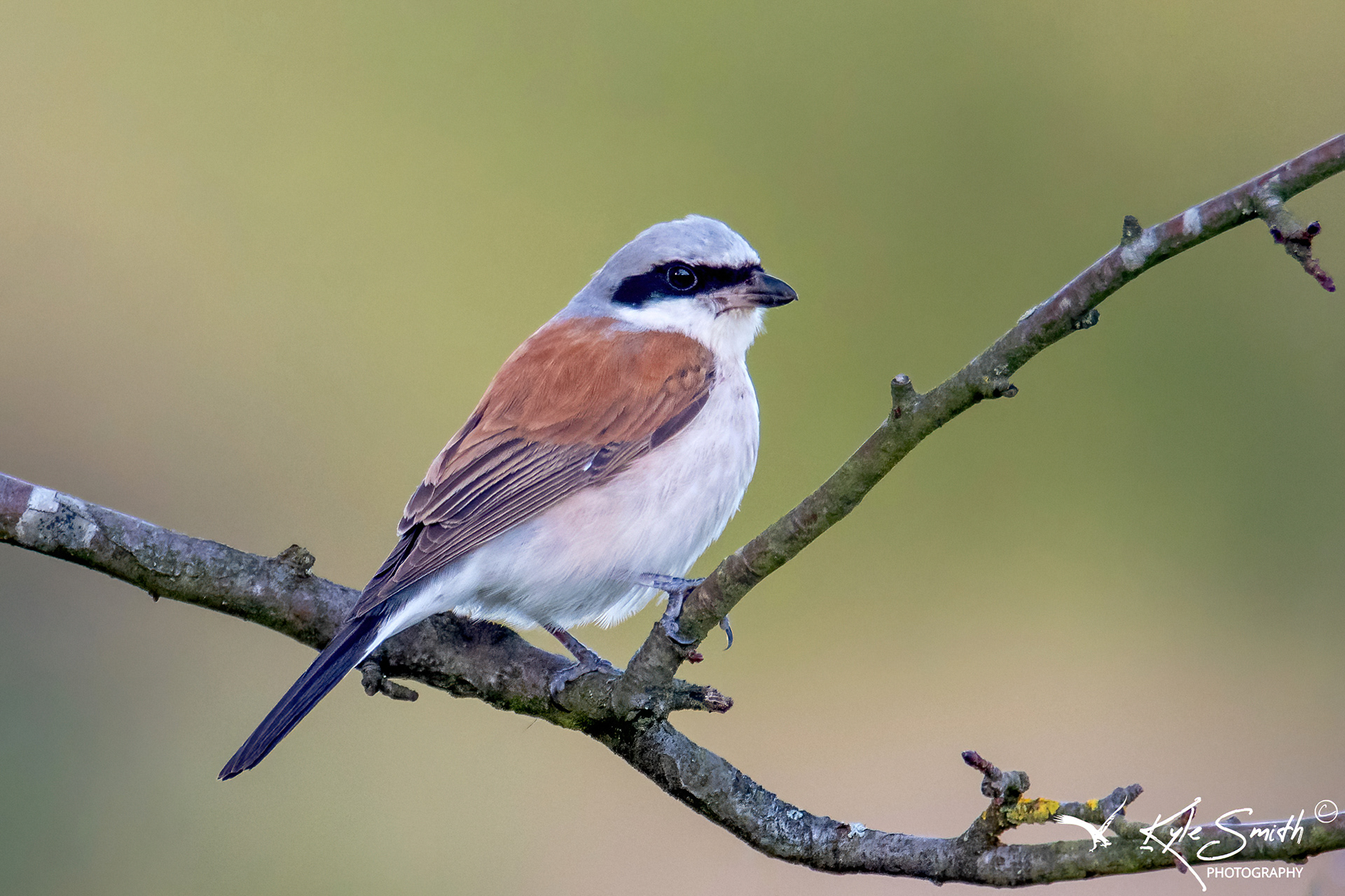 Red-backed shrike