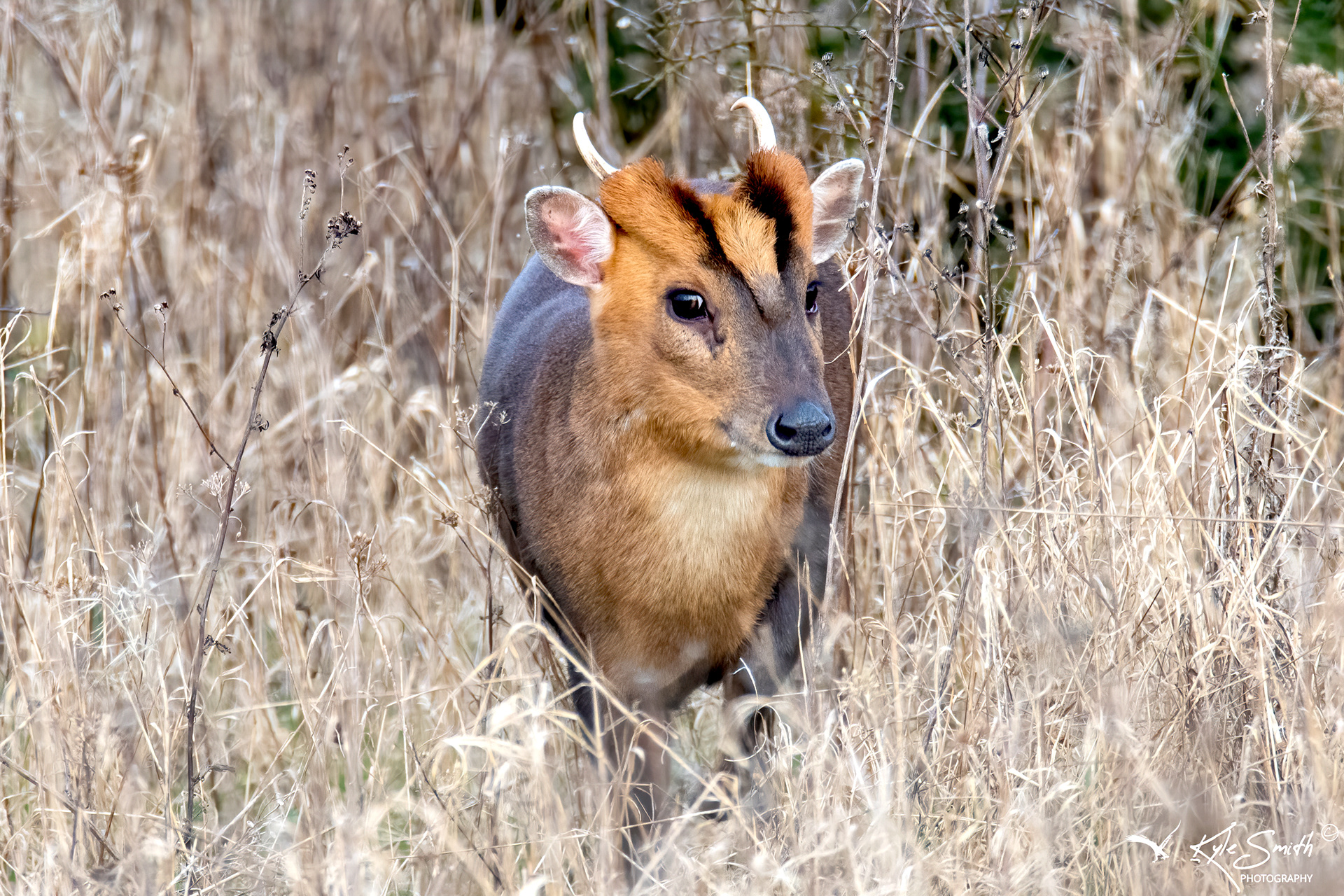 Muntjac deer