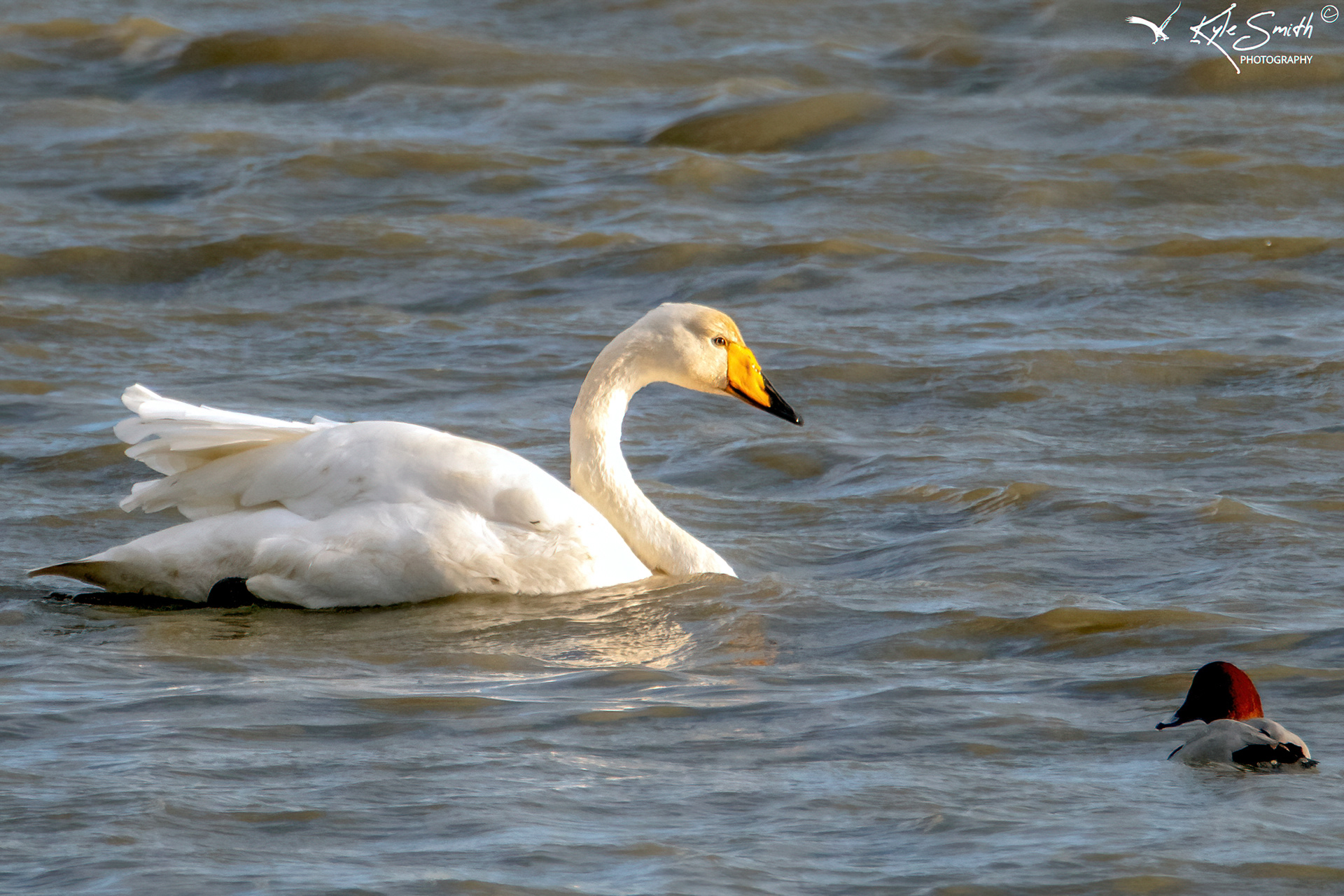 Whooper swan
