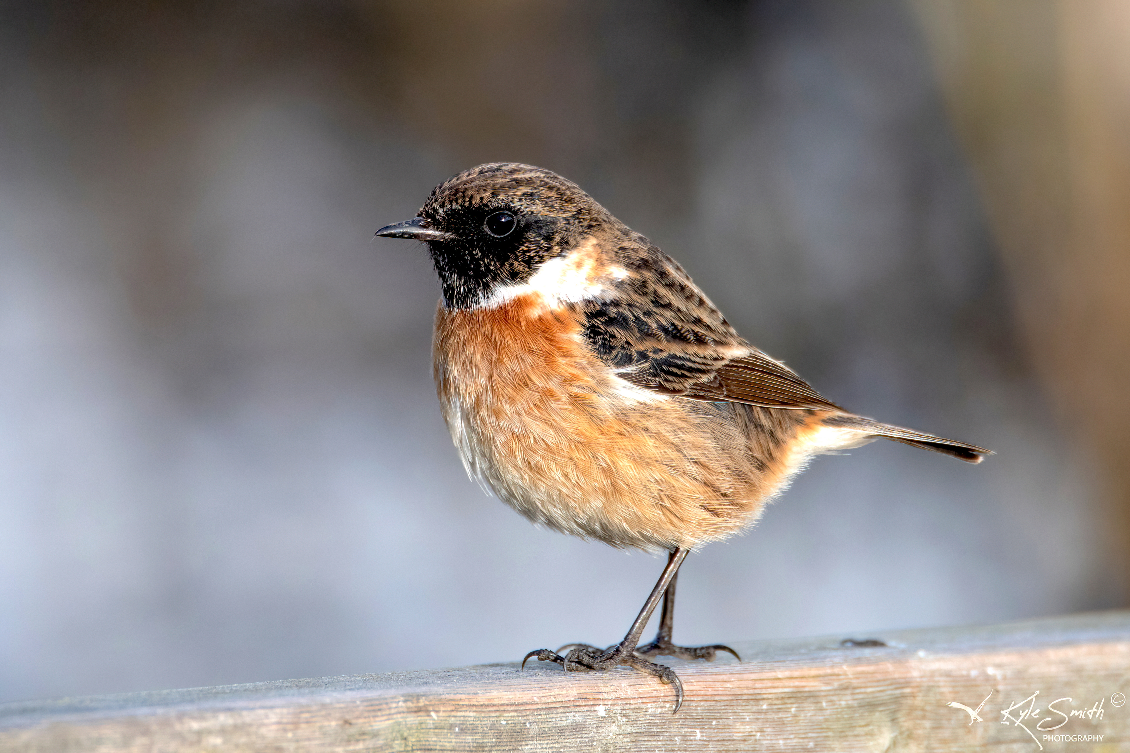 Stonechat