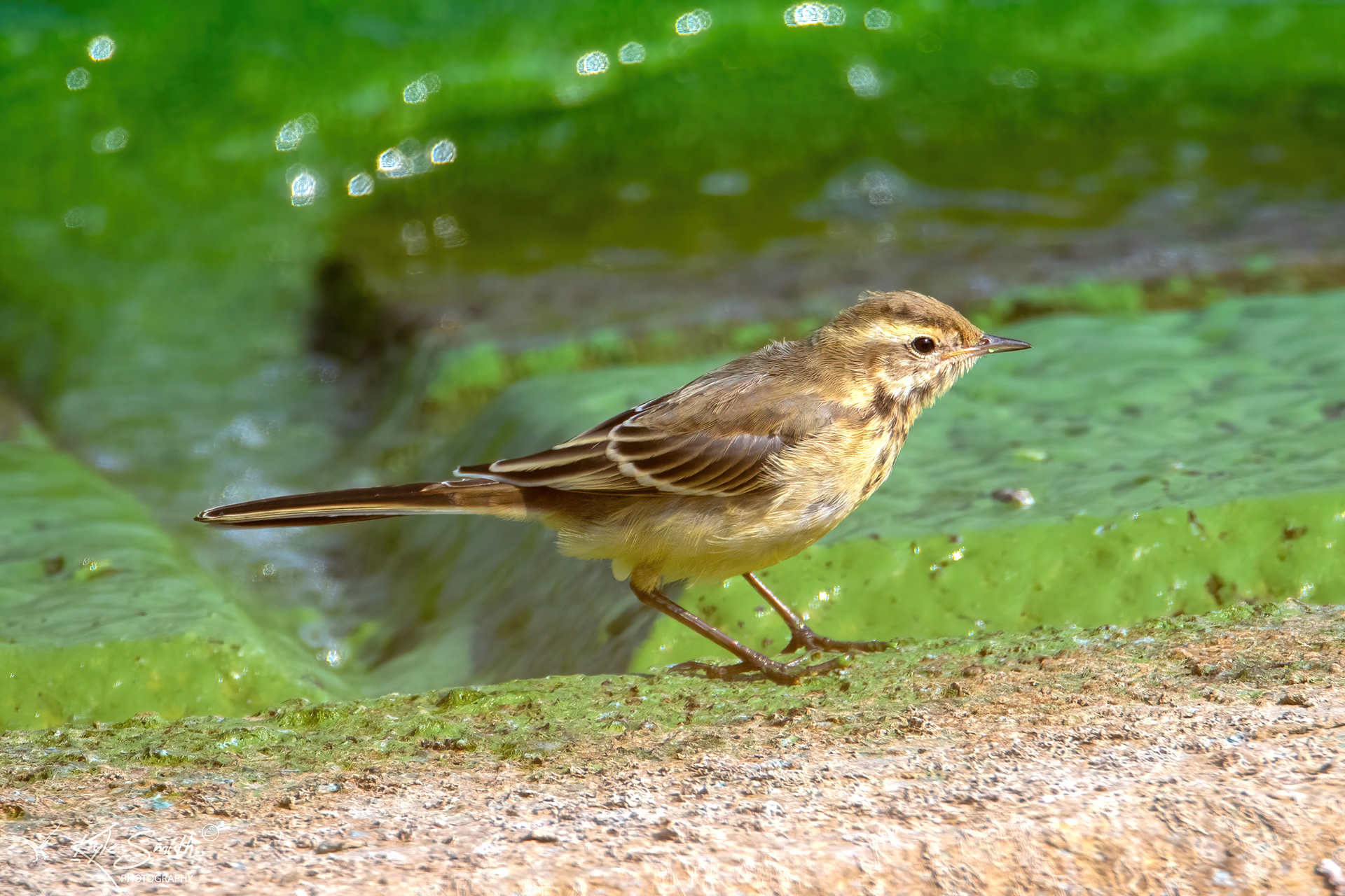 Yellow wagtail