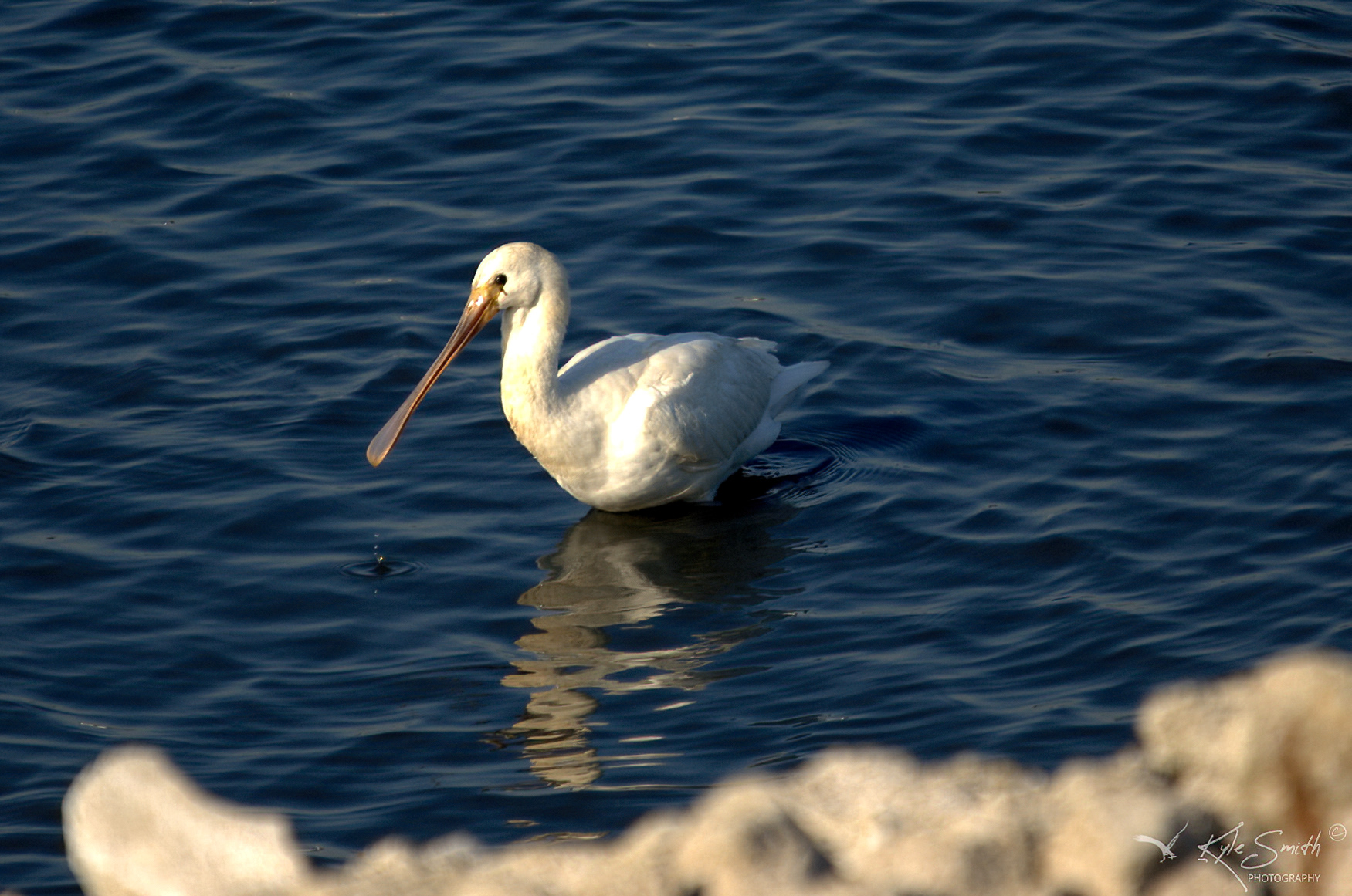 Spoonbill