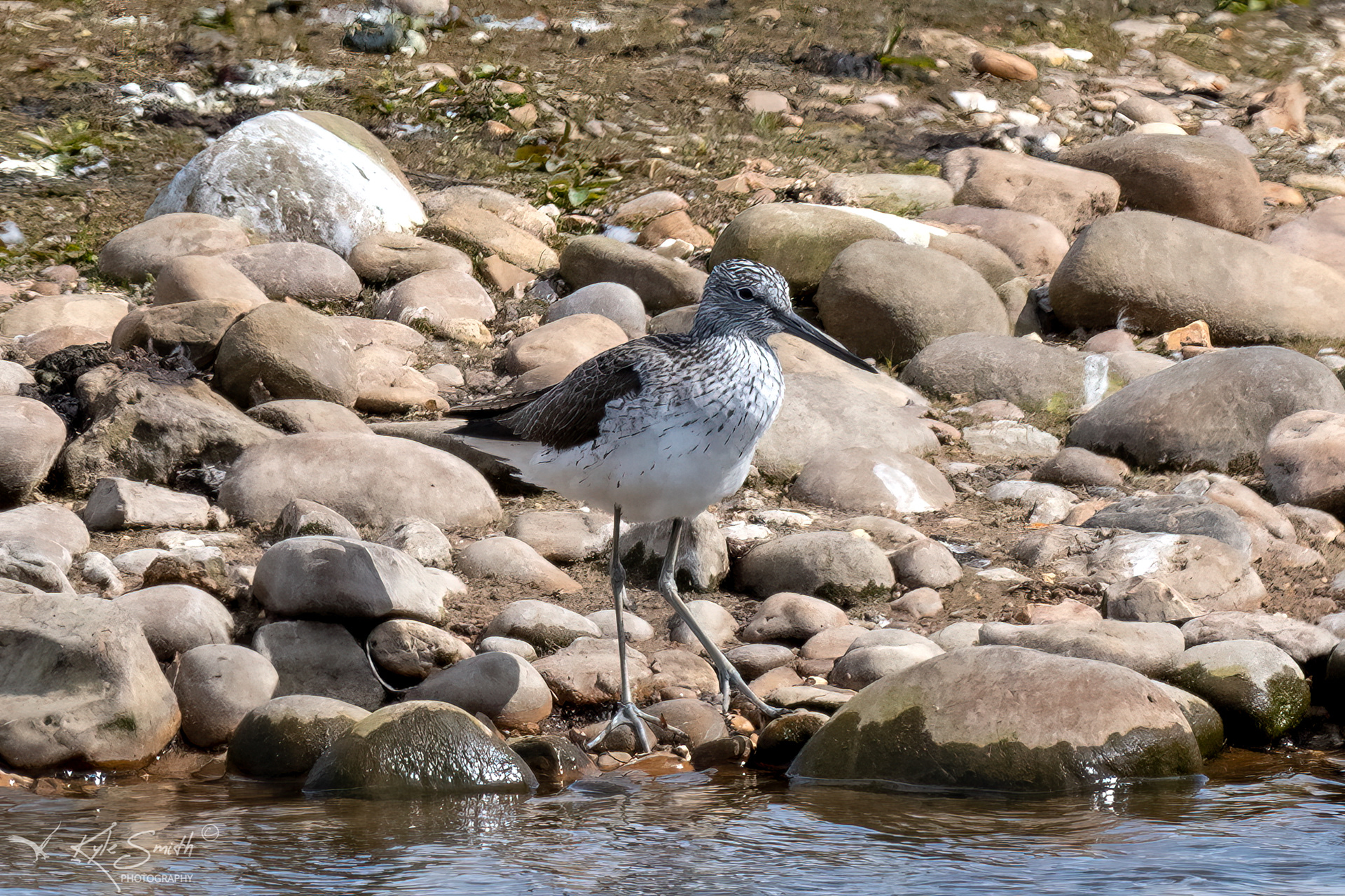 Greenshank