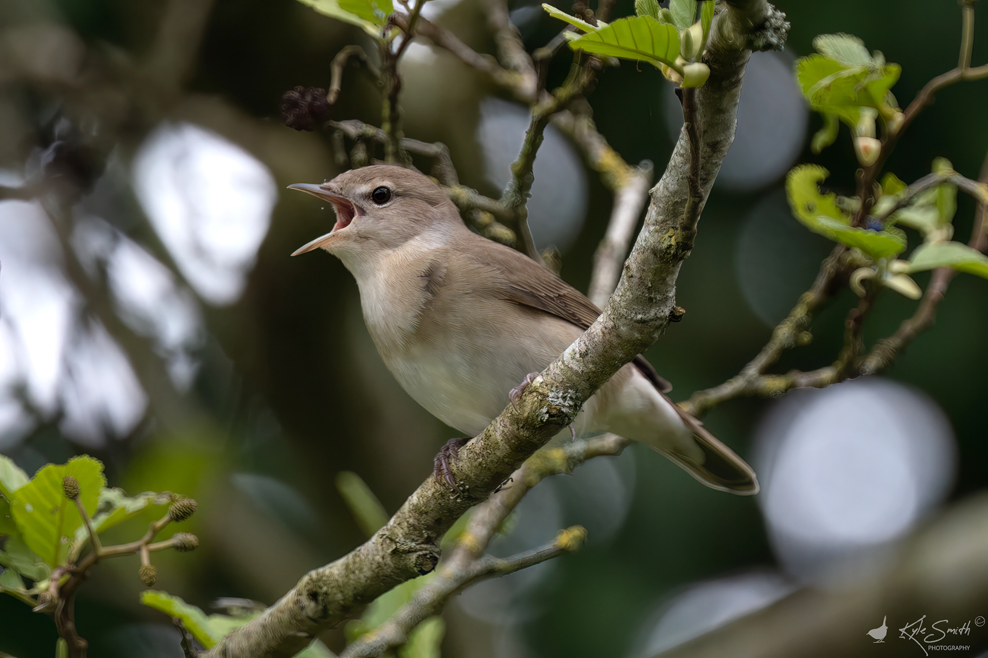 Garden warbler