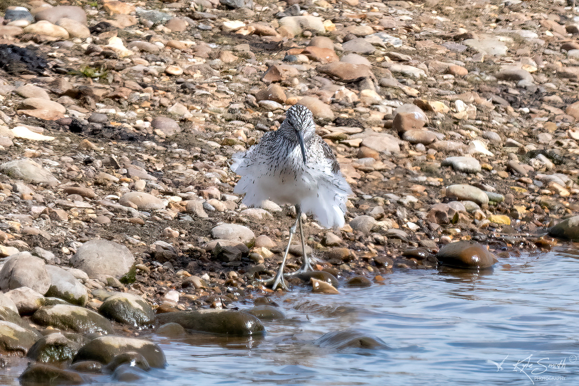 Greenshank