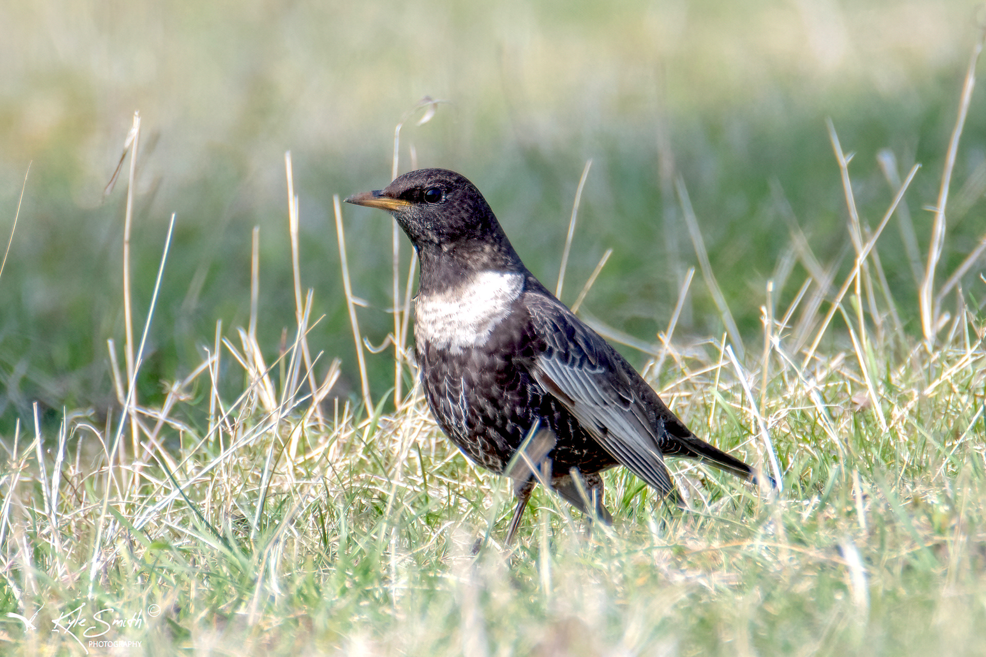 Ring ouzel