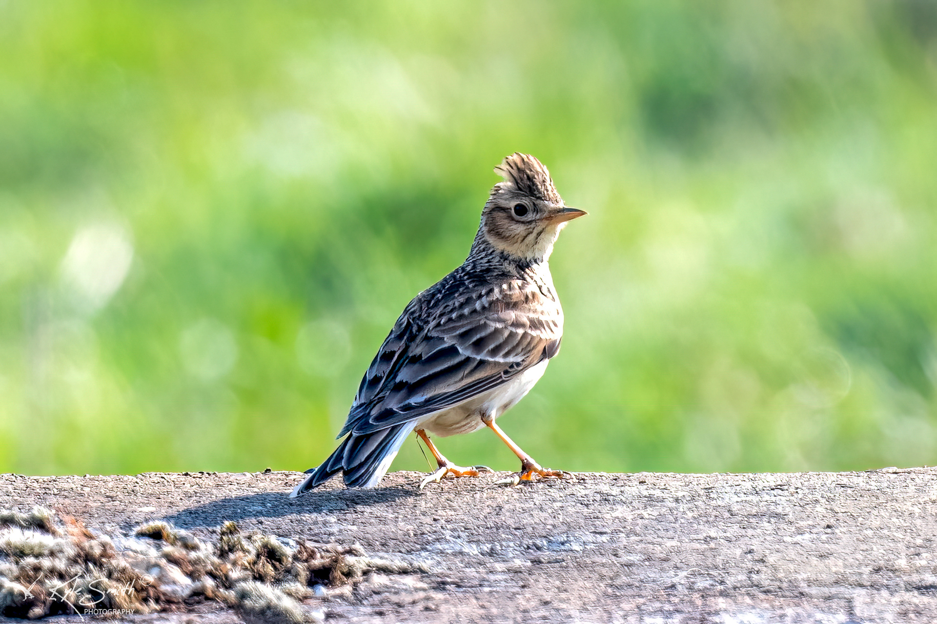 Skylark