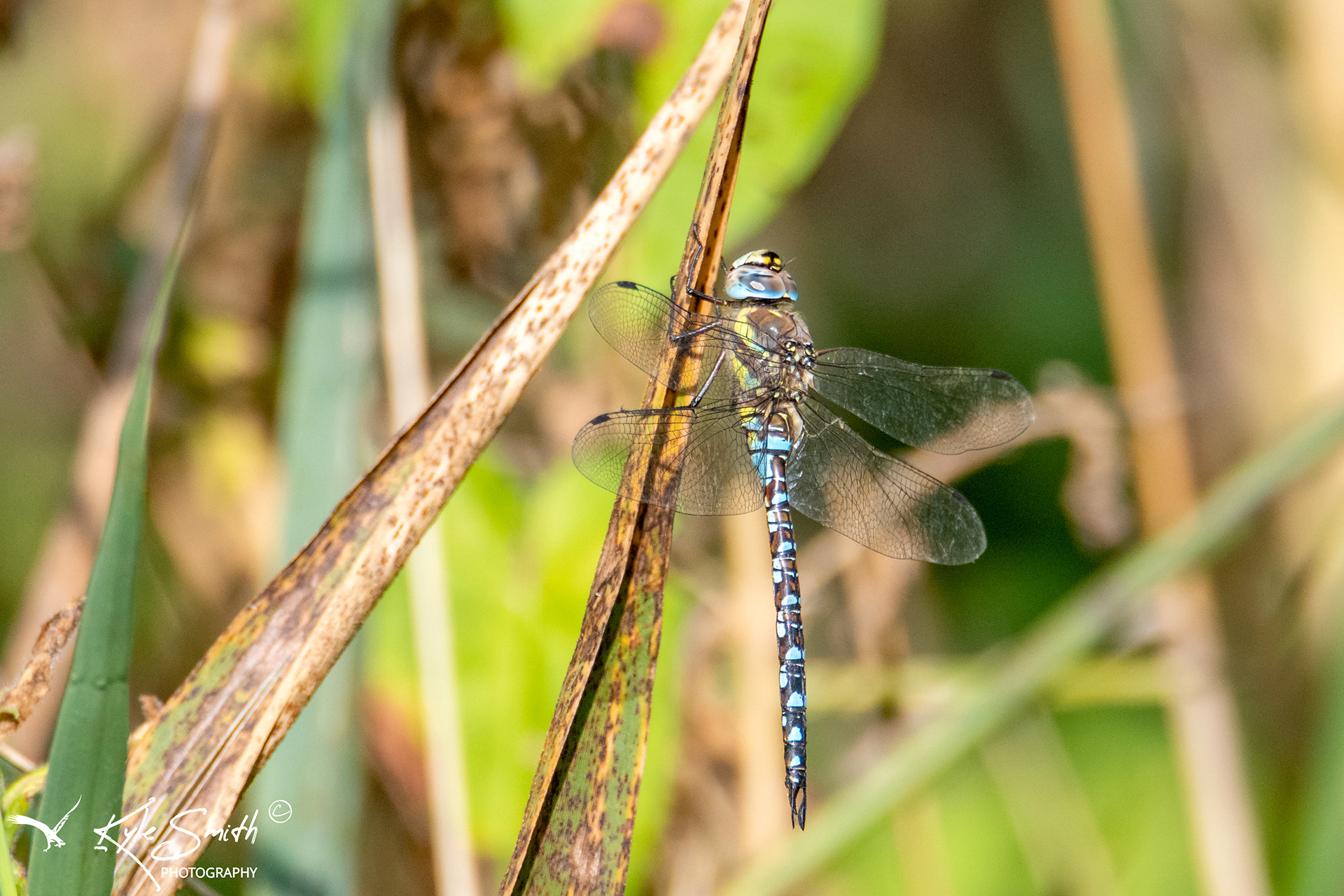 Migrant hawker