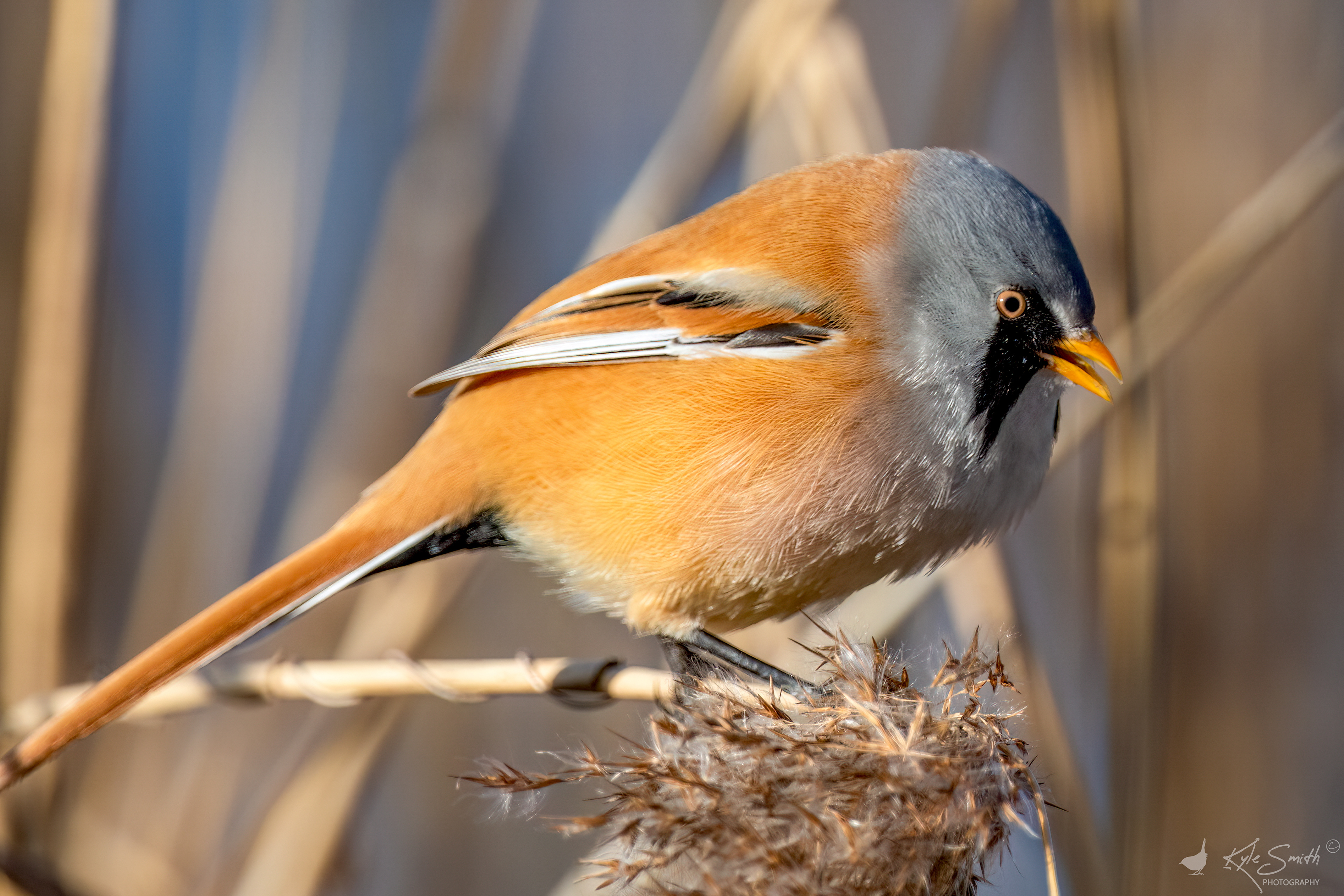 Bearded tit (reedling)