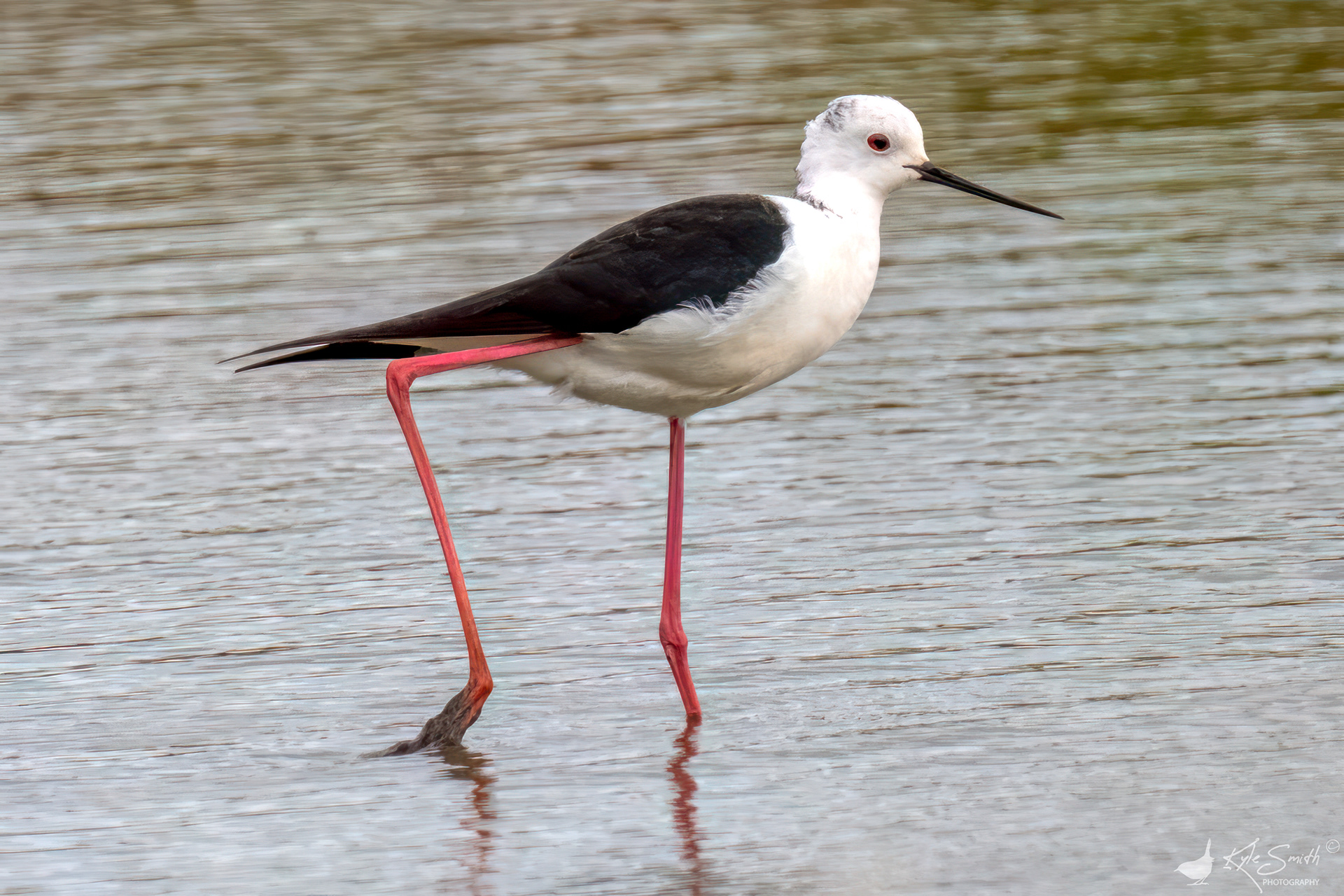 Black-winged stilt