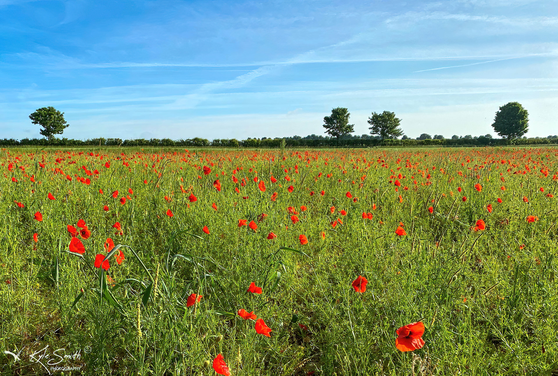 Hinton Airfield poppies