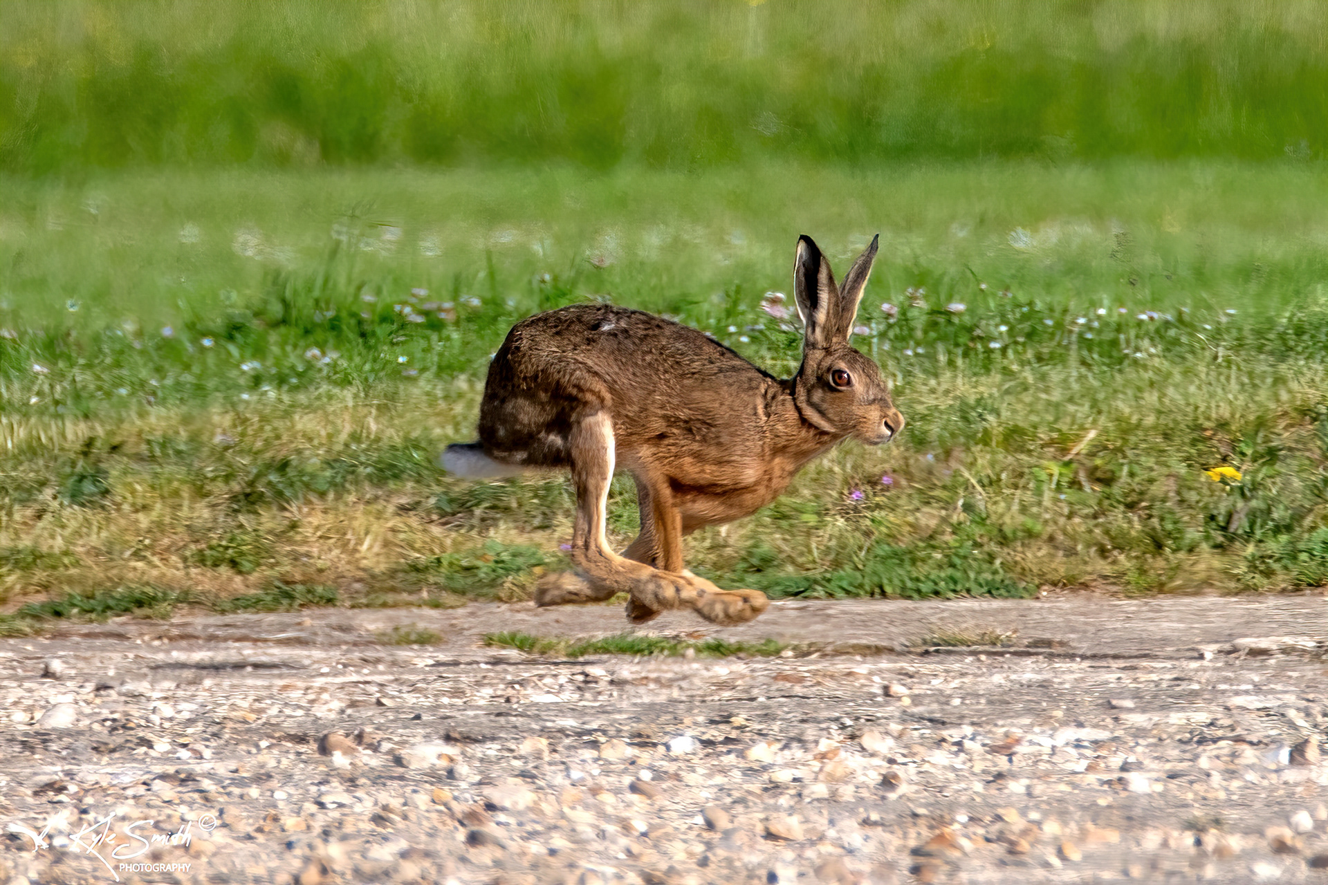 Brown hare