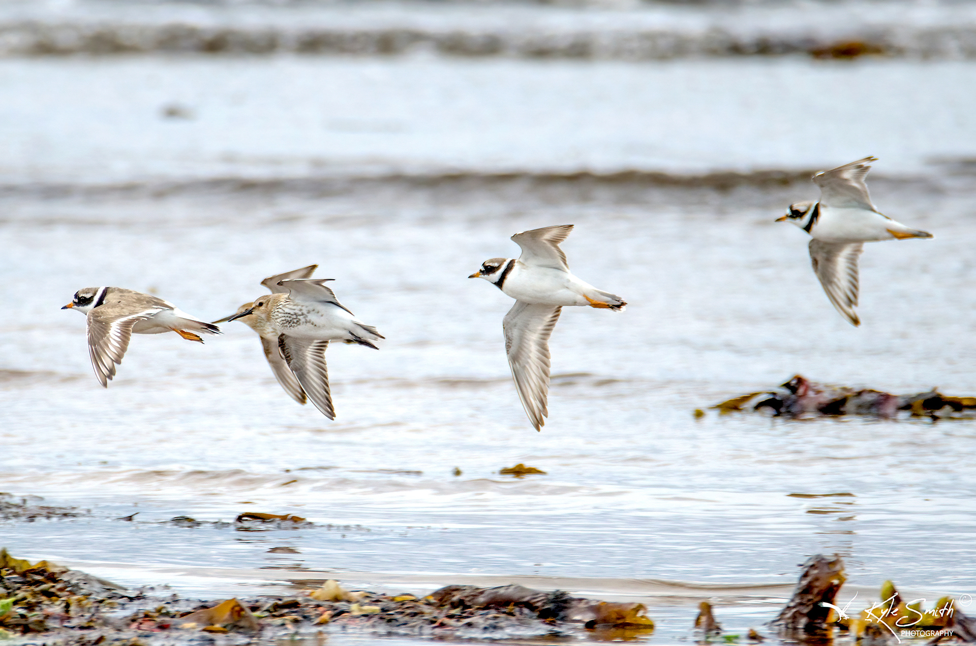 Ringed plover and dunlin