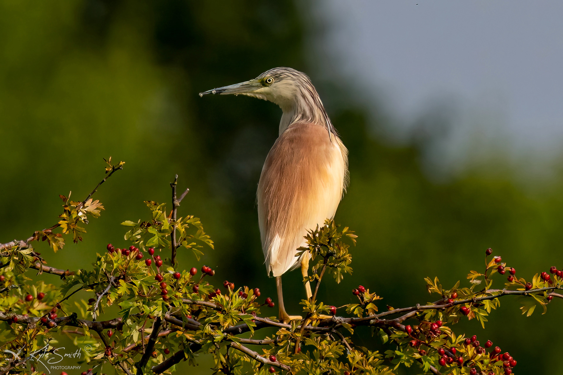 Squacco heron