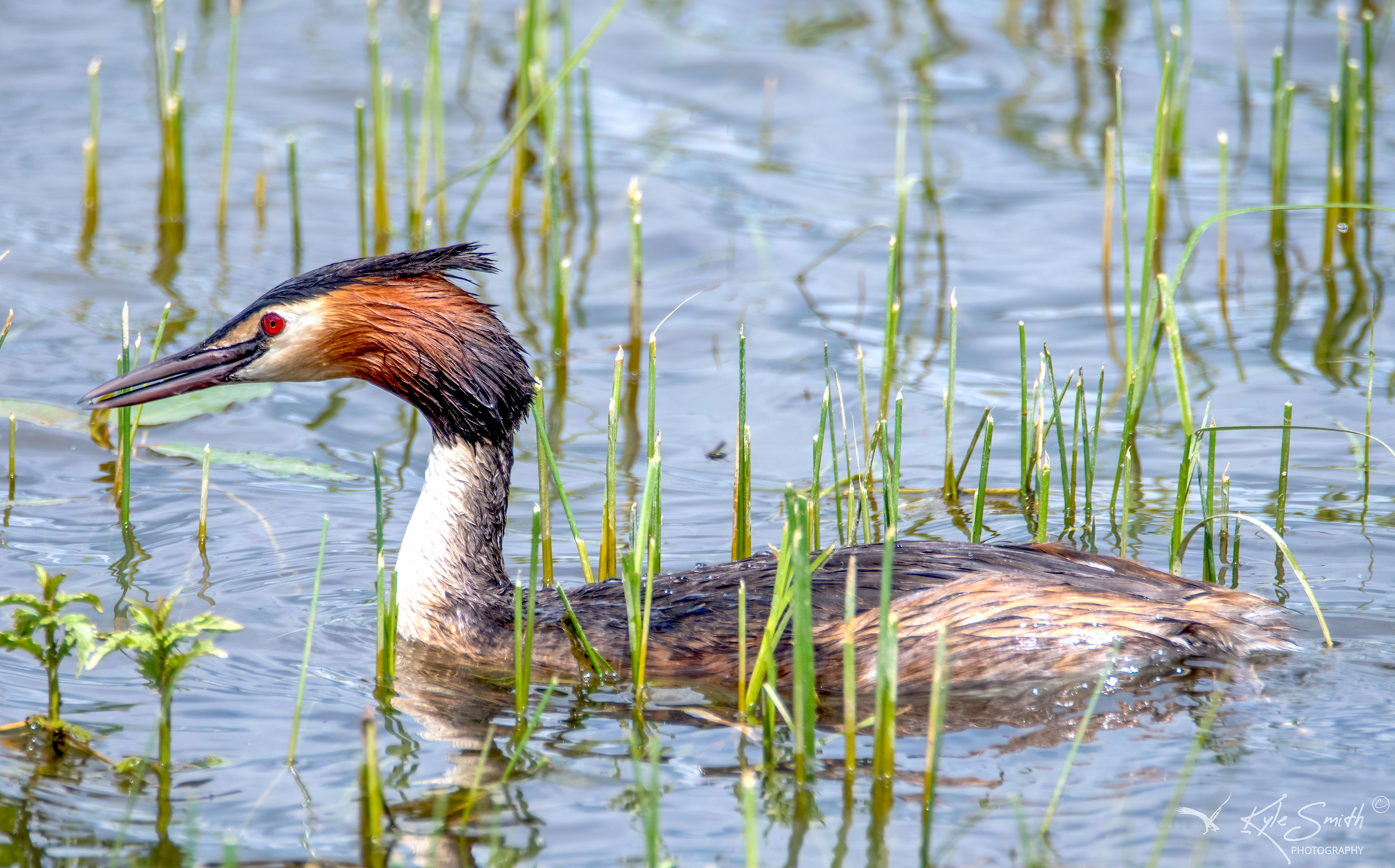 Great-crested grebe