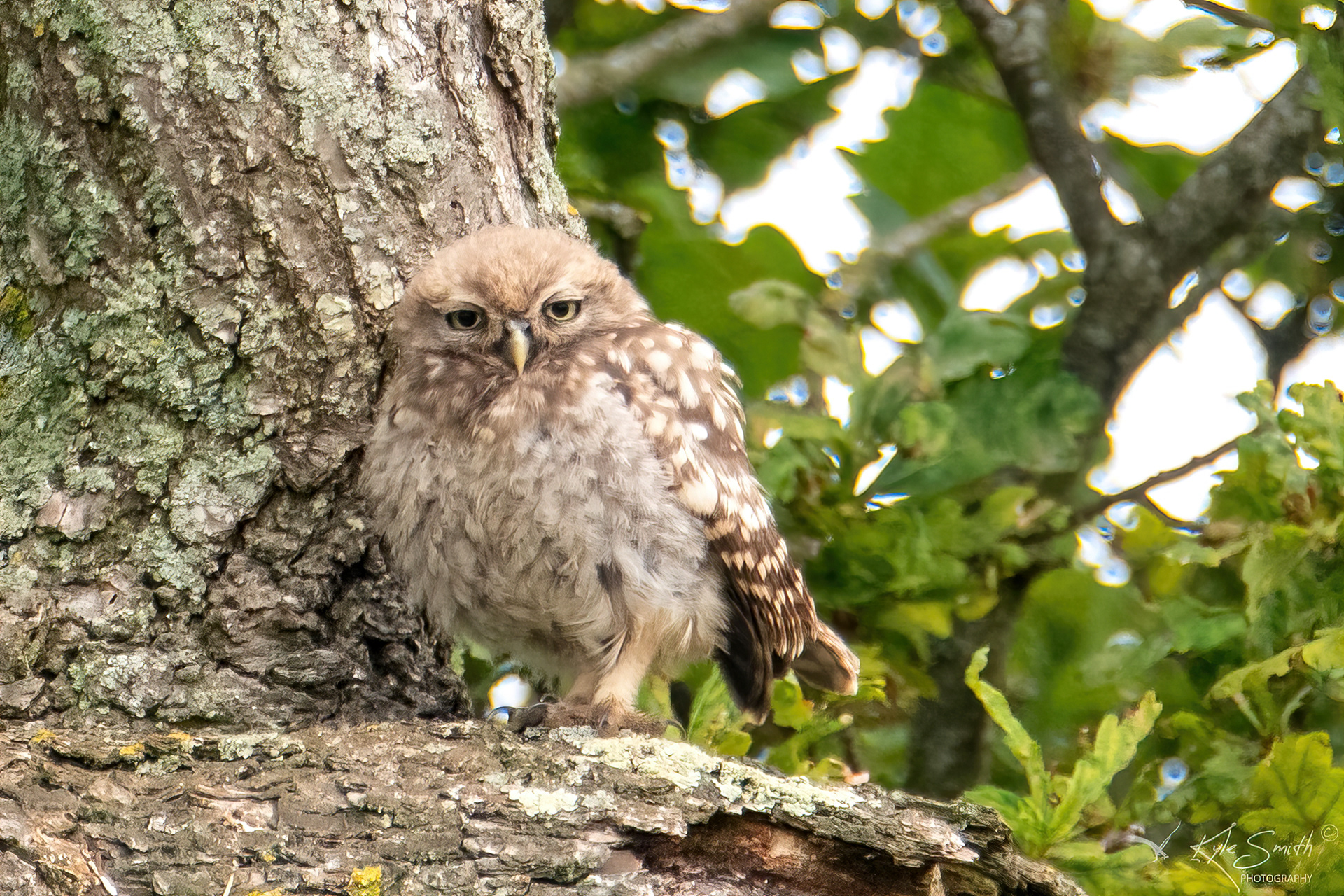 Little owl