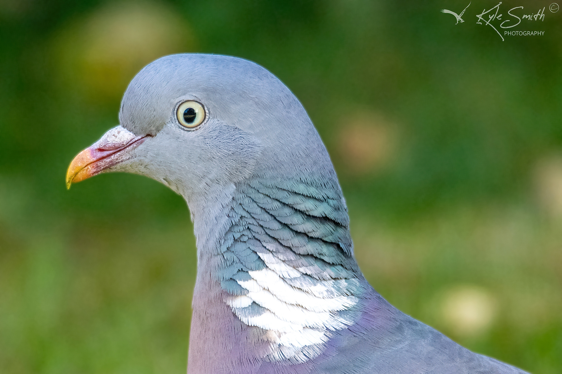 Woodpigeon