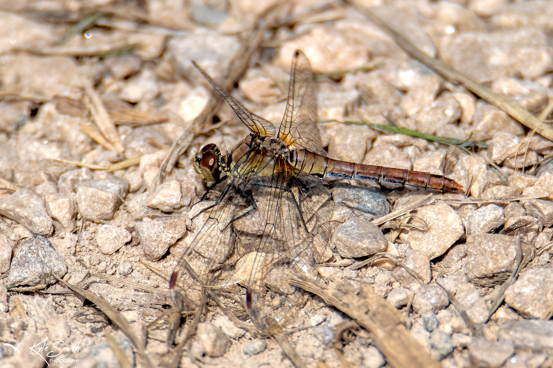 Common darter