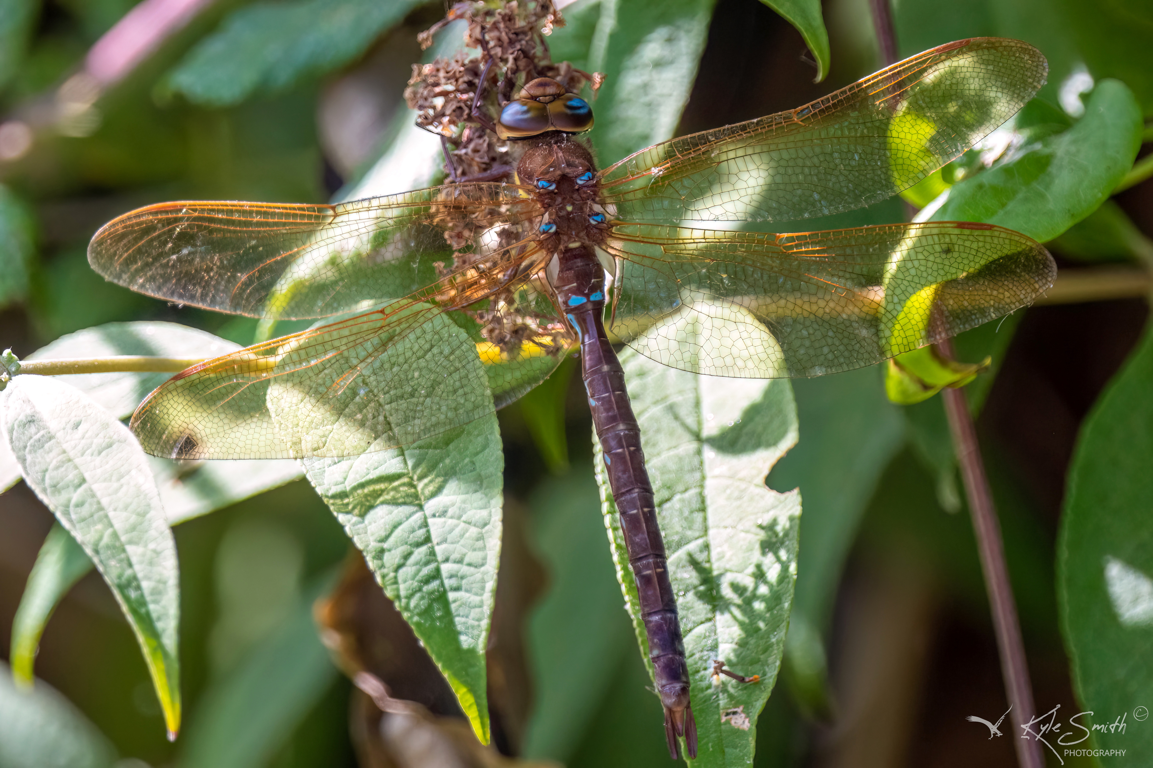 Brown hawker