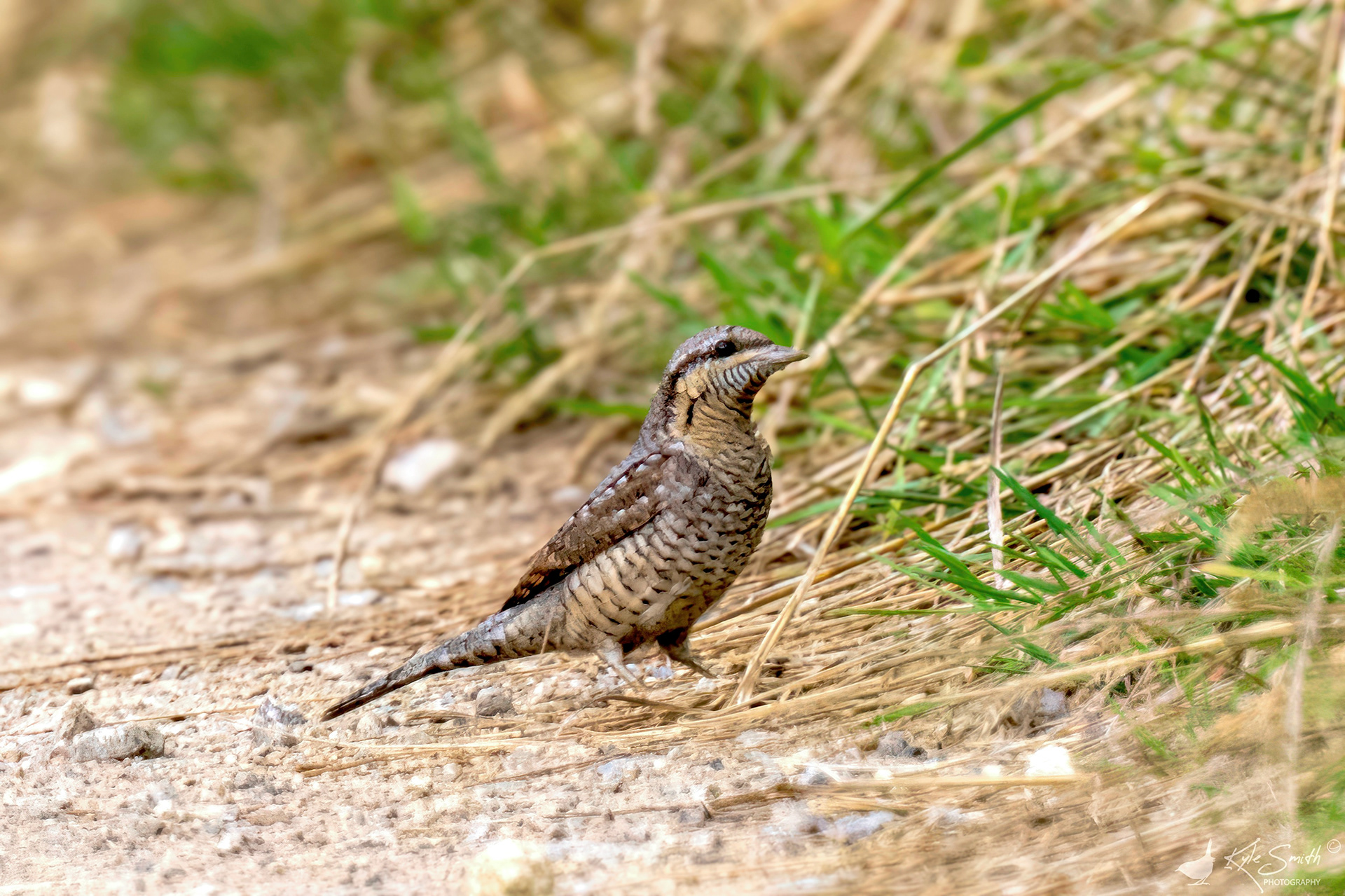 Wryneck