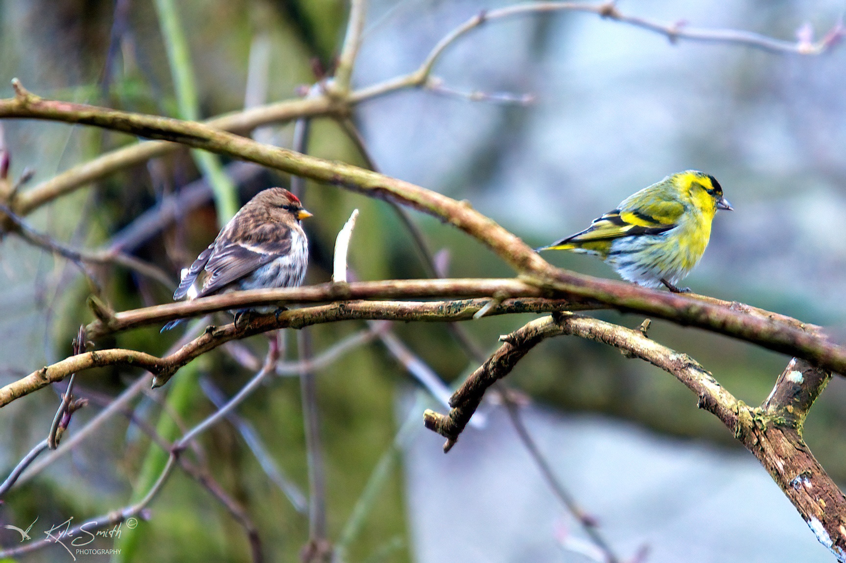 Lesser redpoll and siskin