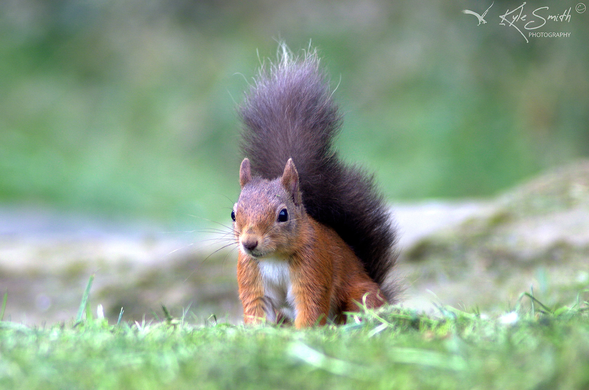 Red squirrel