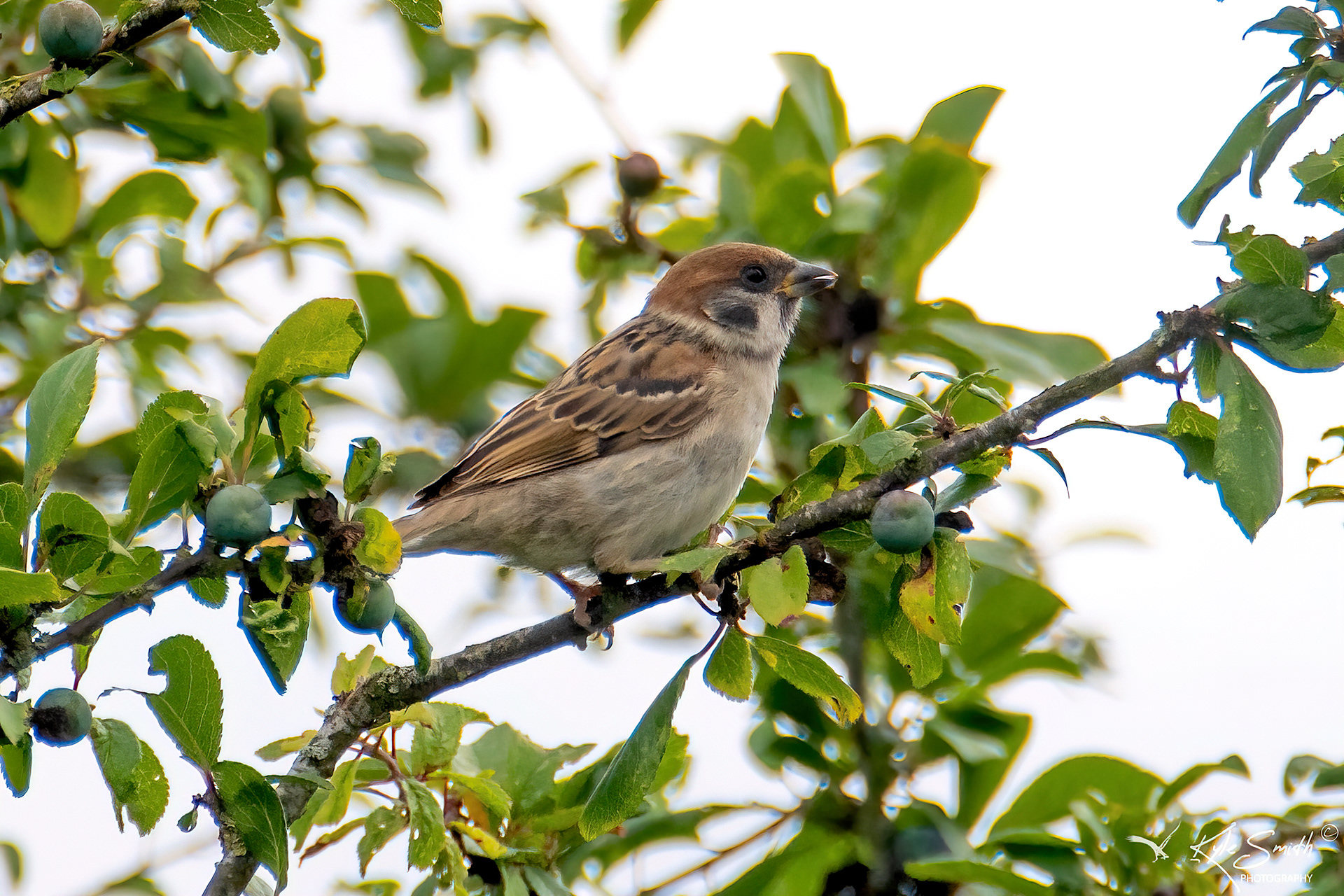 Tree sparrow