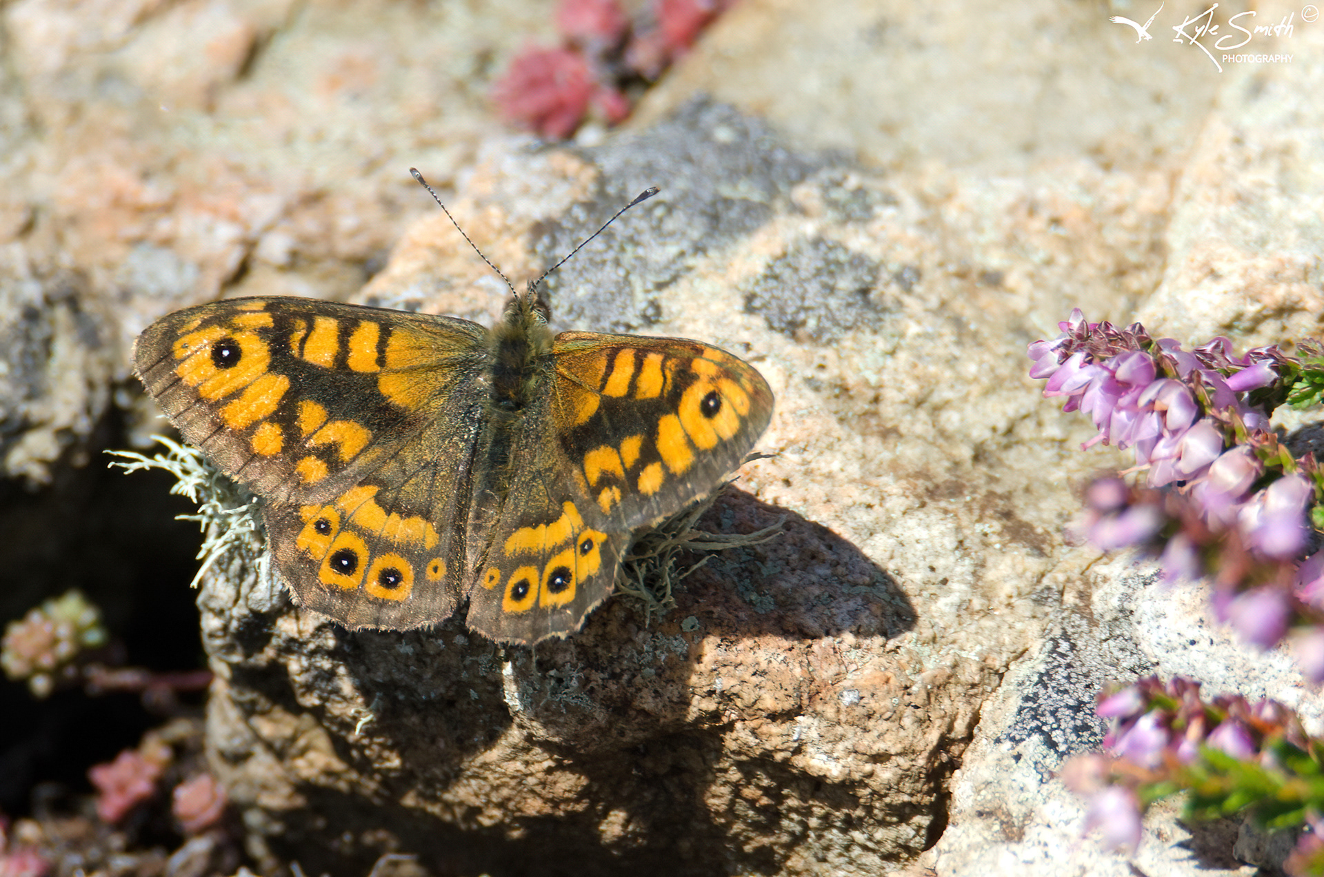 Wall butterfly