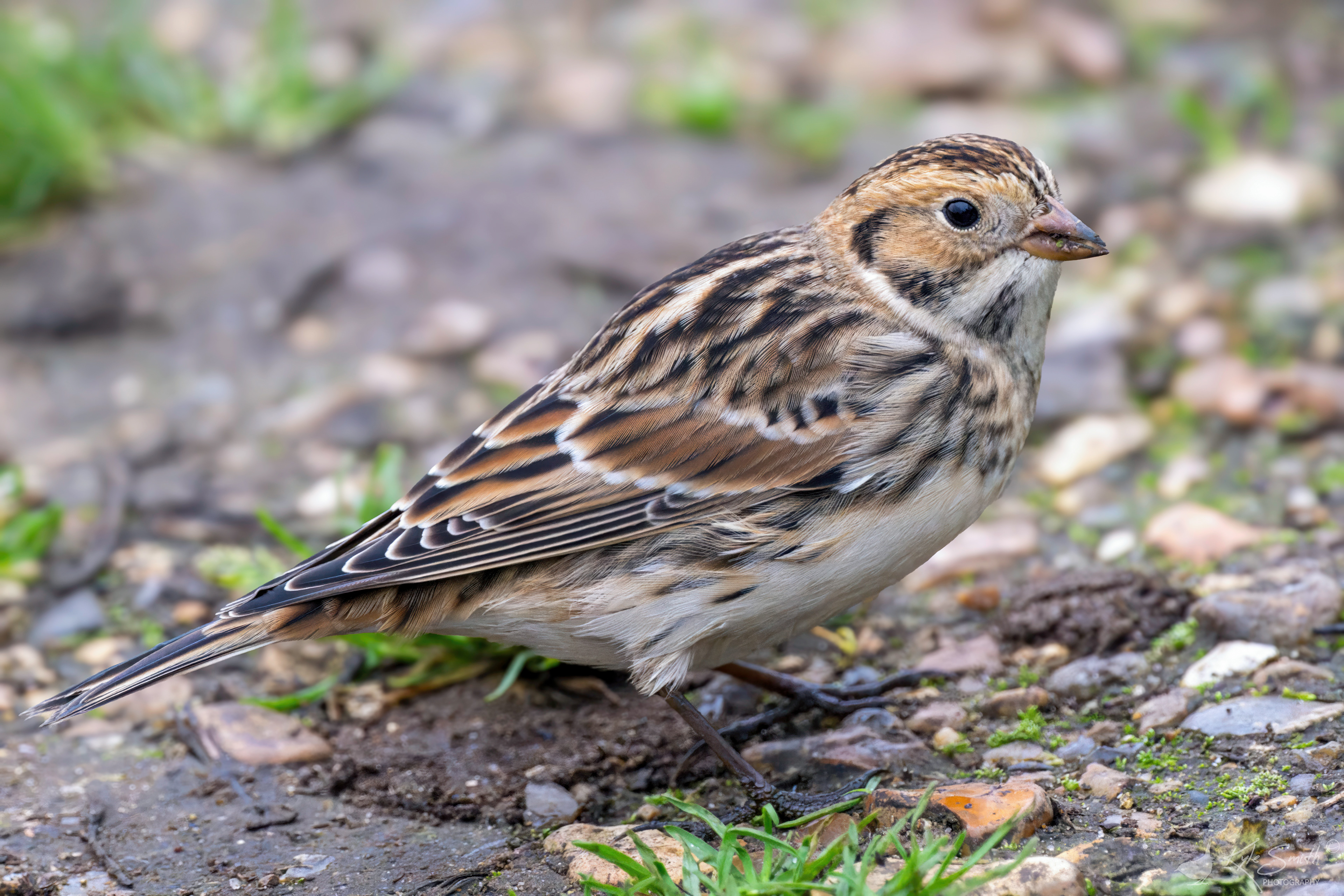 Lapland bunting
