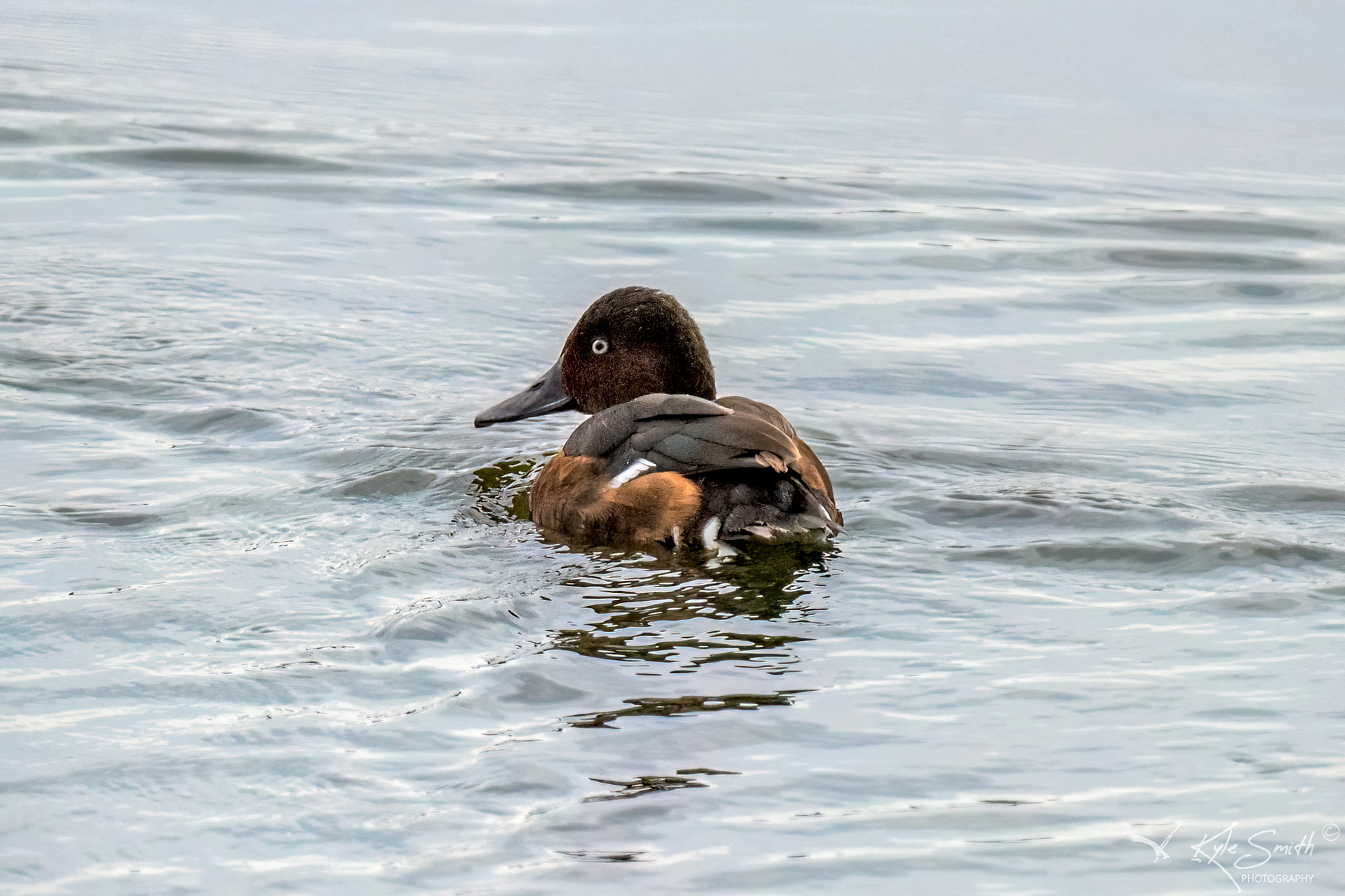 Ferruginous duck