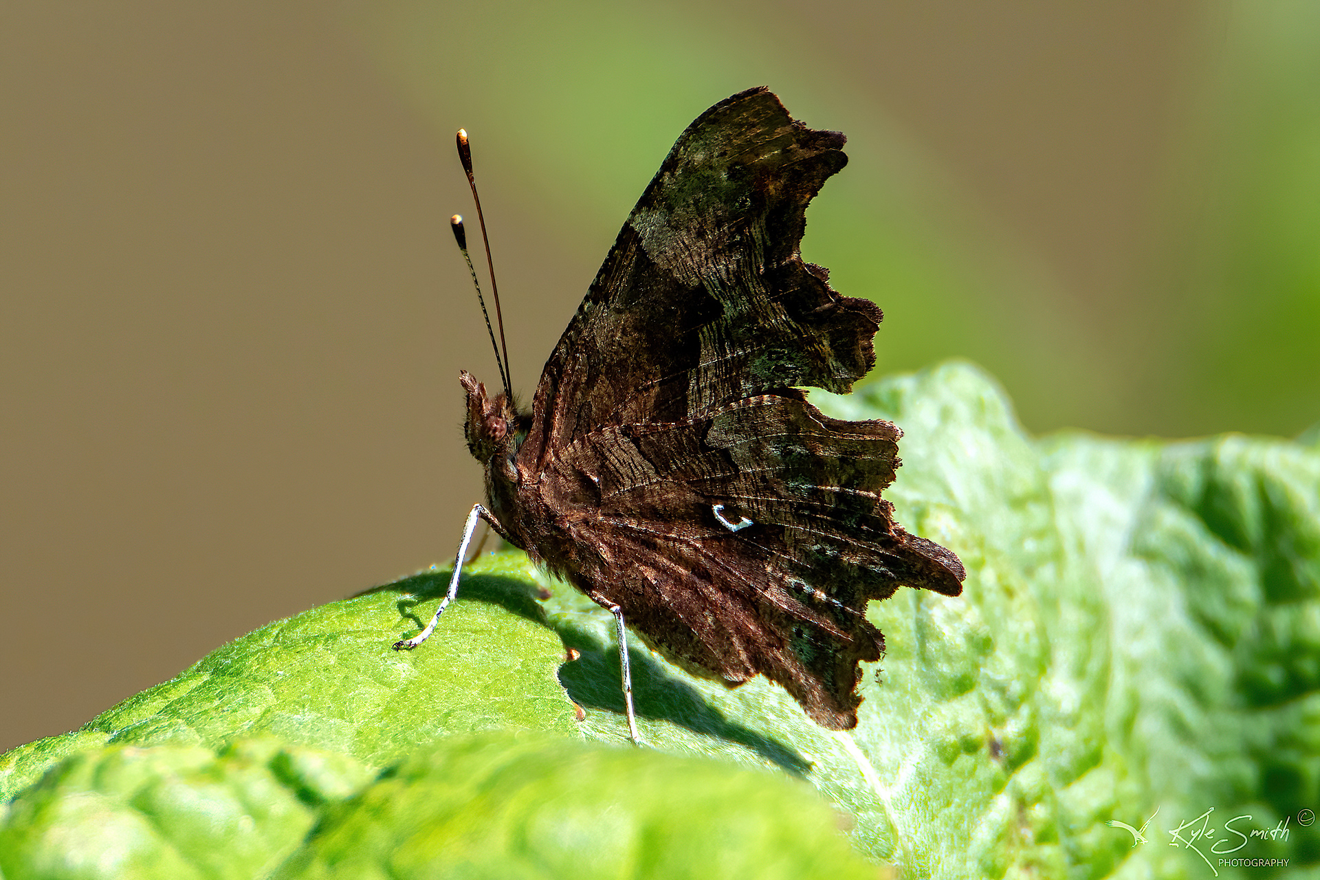 Comma butterfly