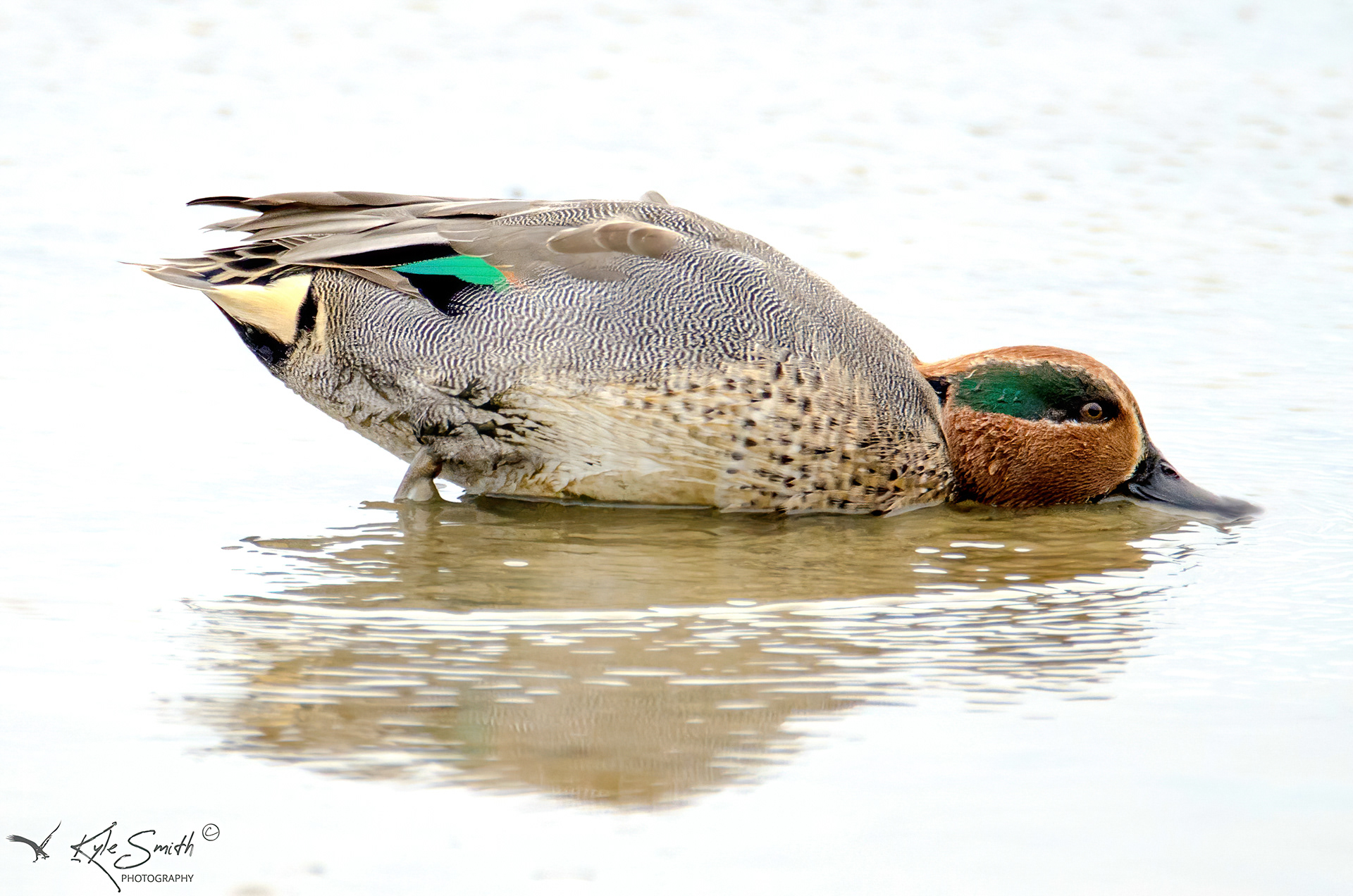 Teal