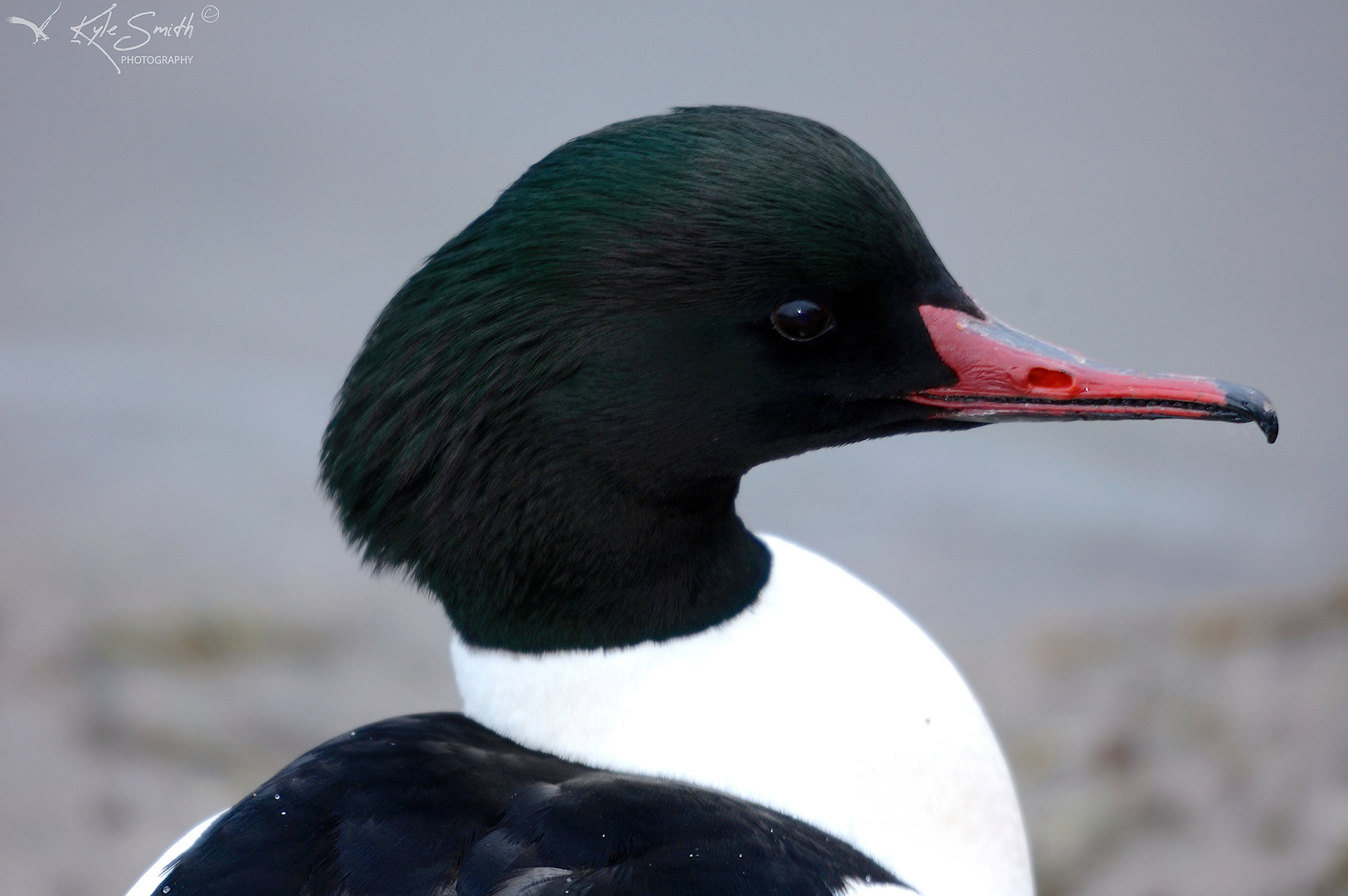 Goosander