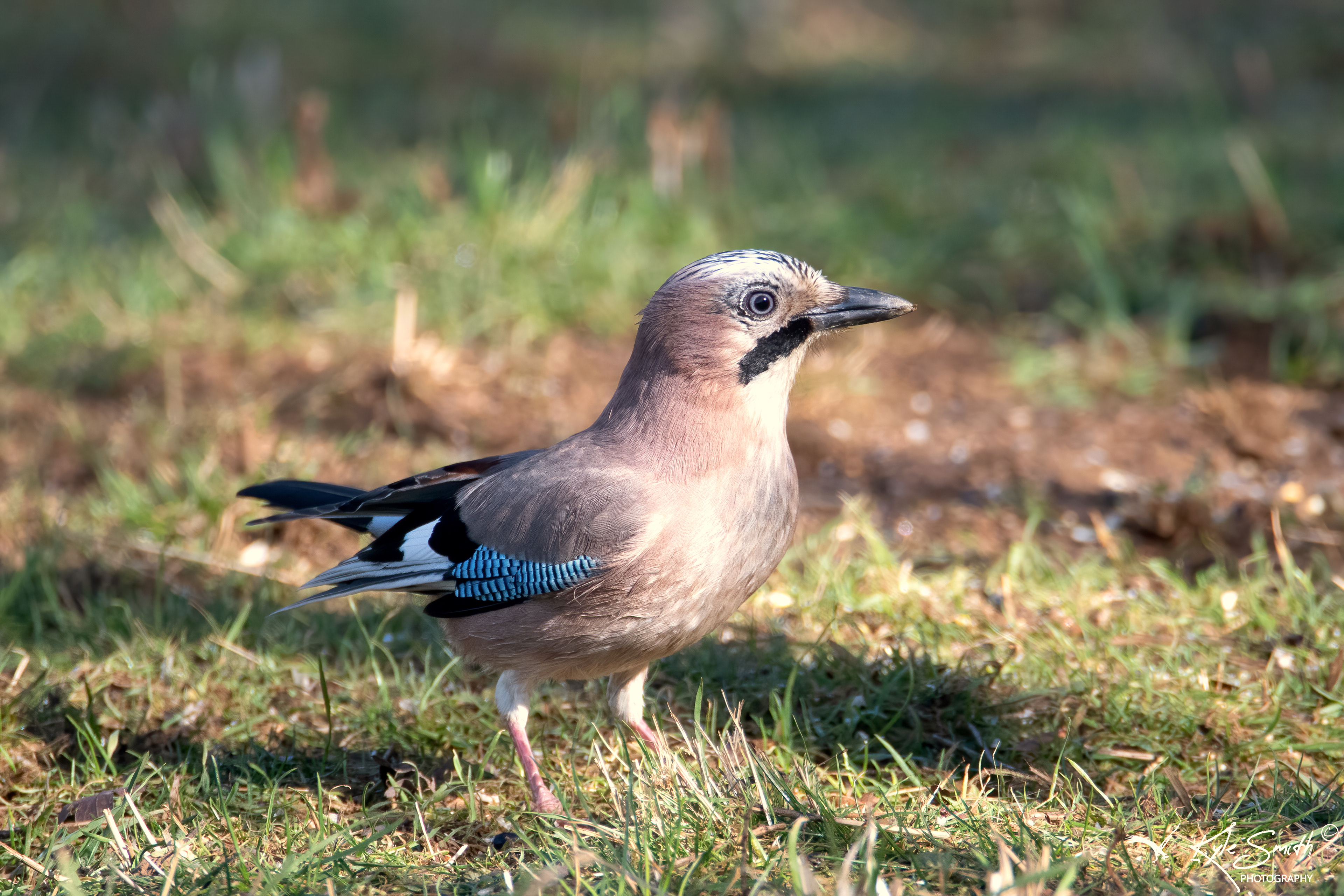 Jay