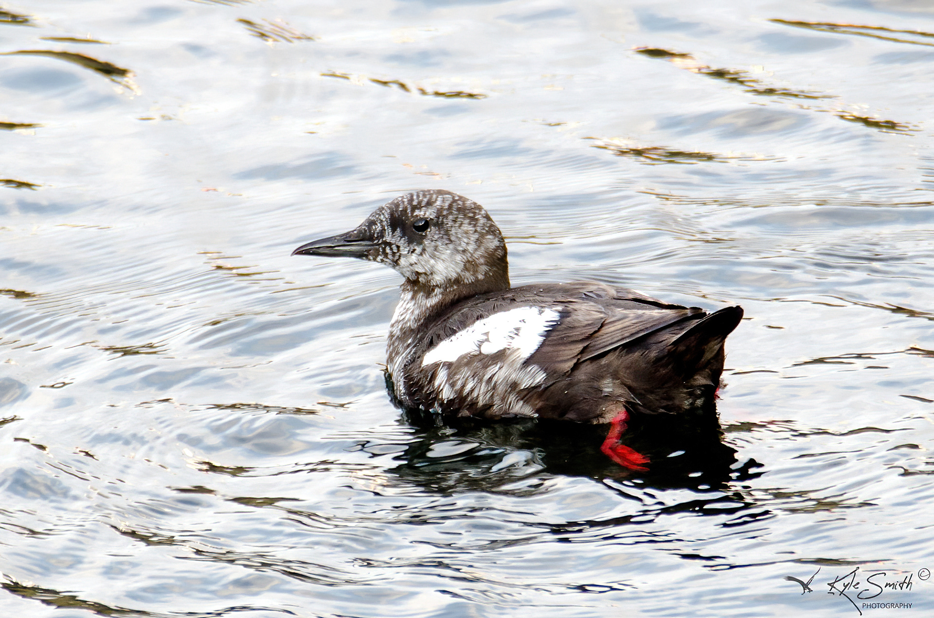 Black guillemot