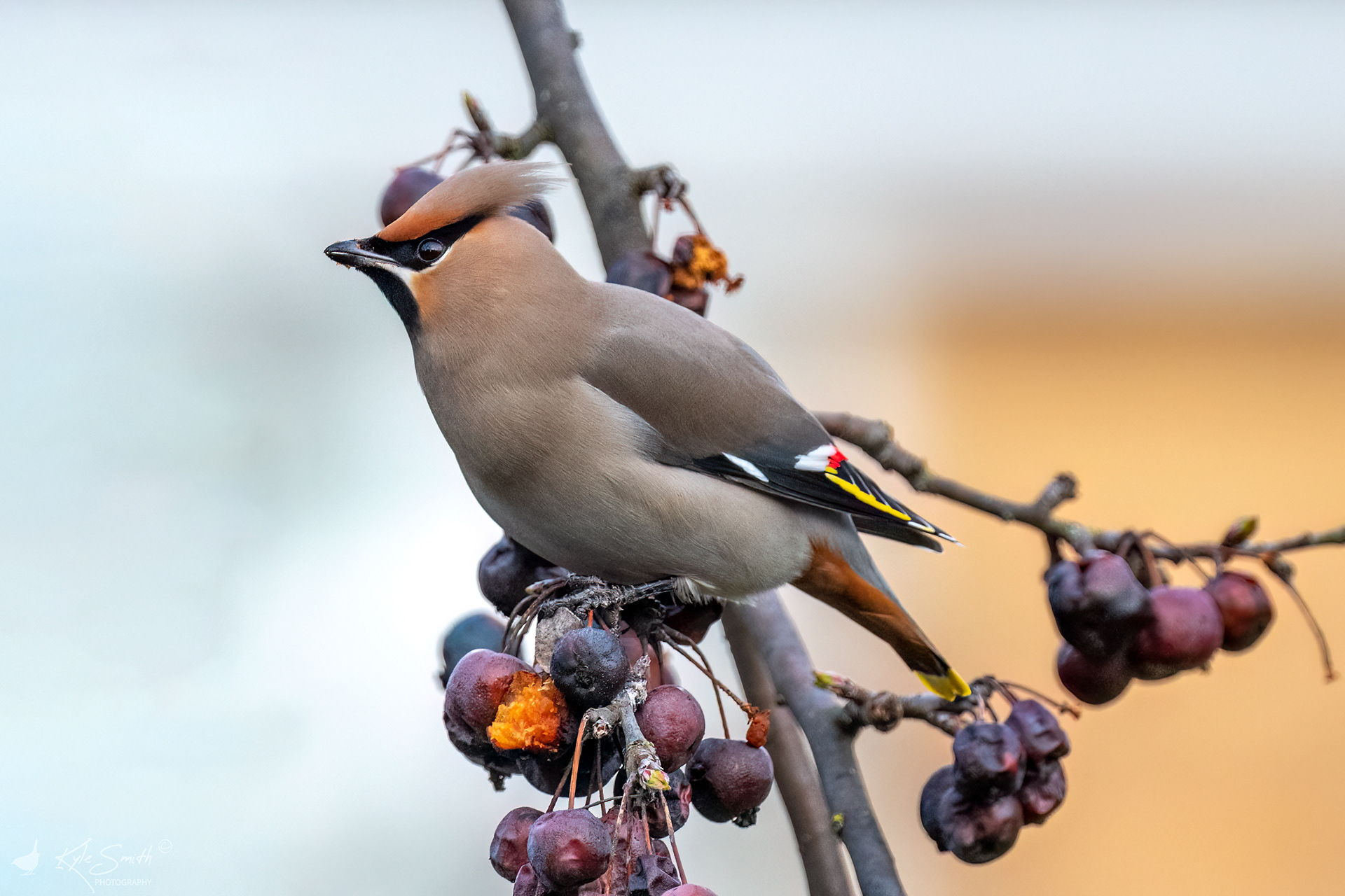 Waxwing