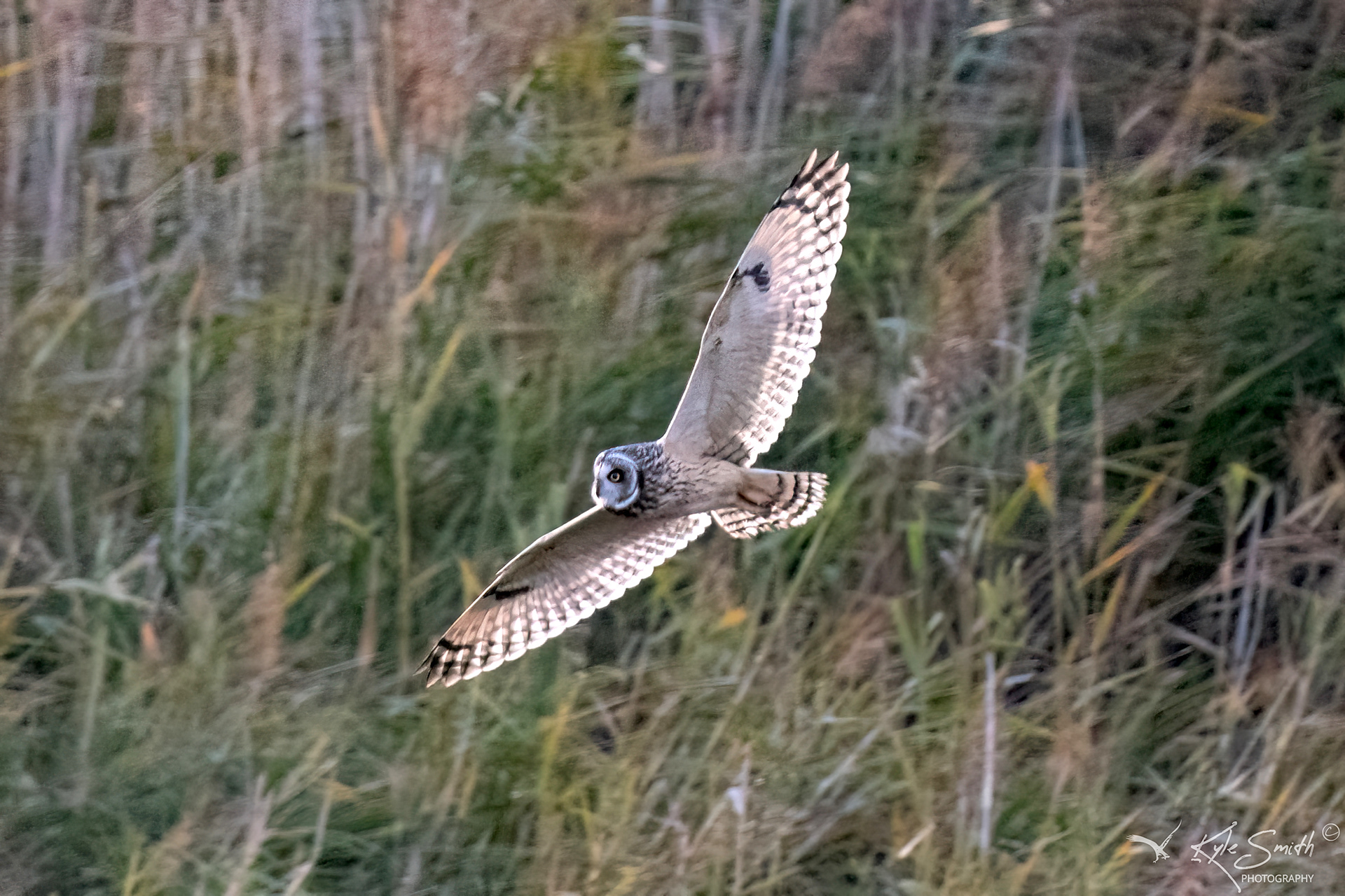 Short-eared owl