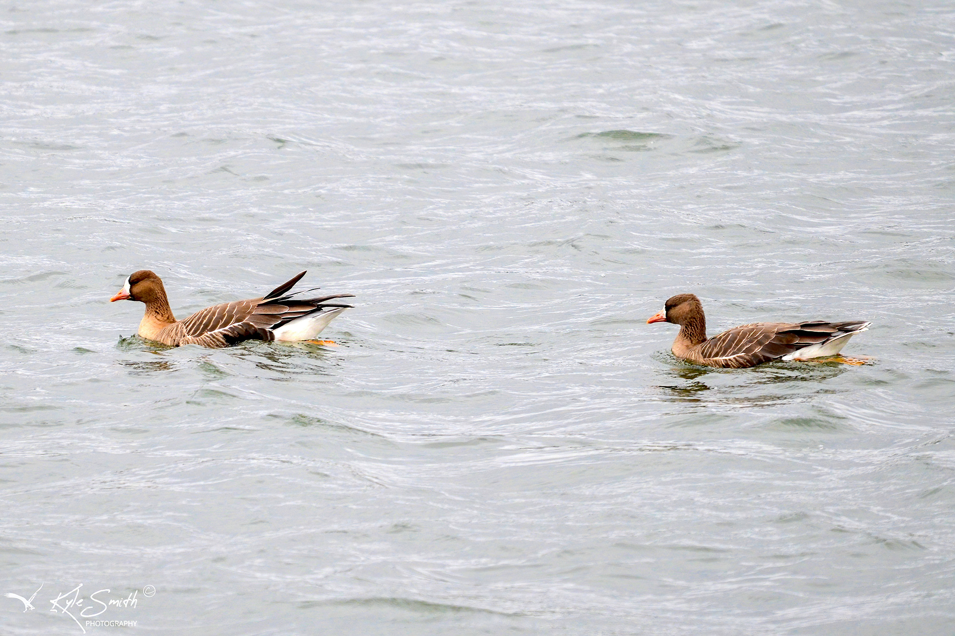 White-fronted goose