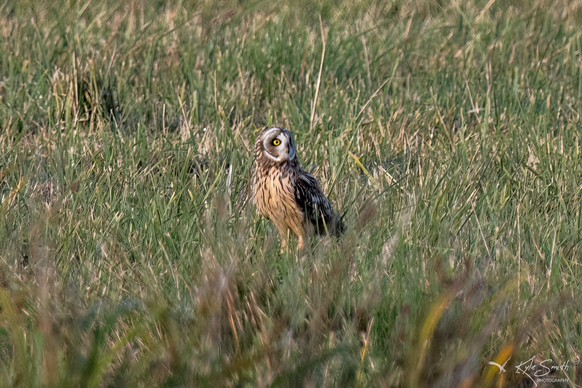 Short-eared owl